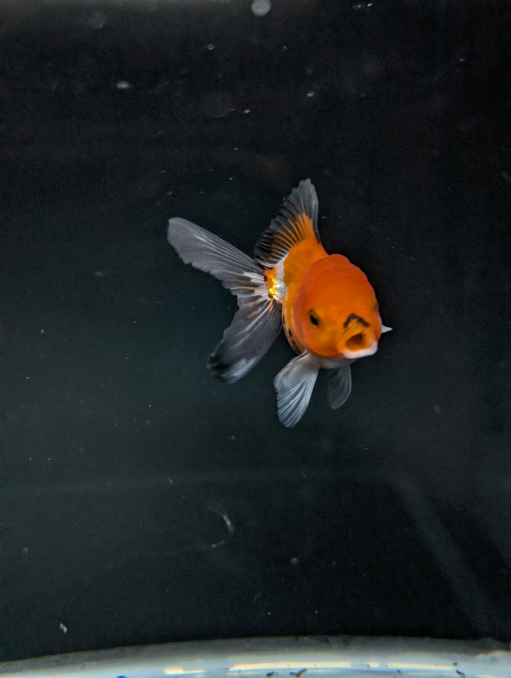Juvenile Oranda Tricolor 3.5"-4" in.  ID#501T2A-003