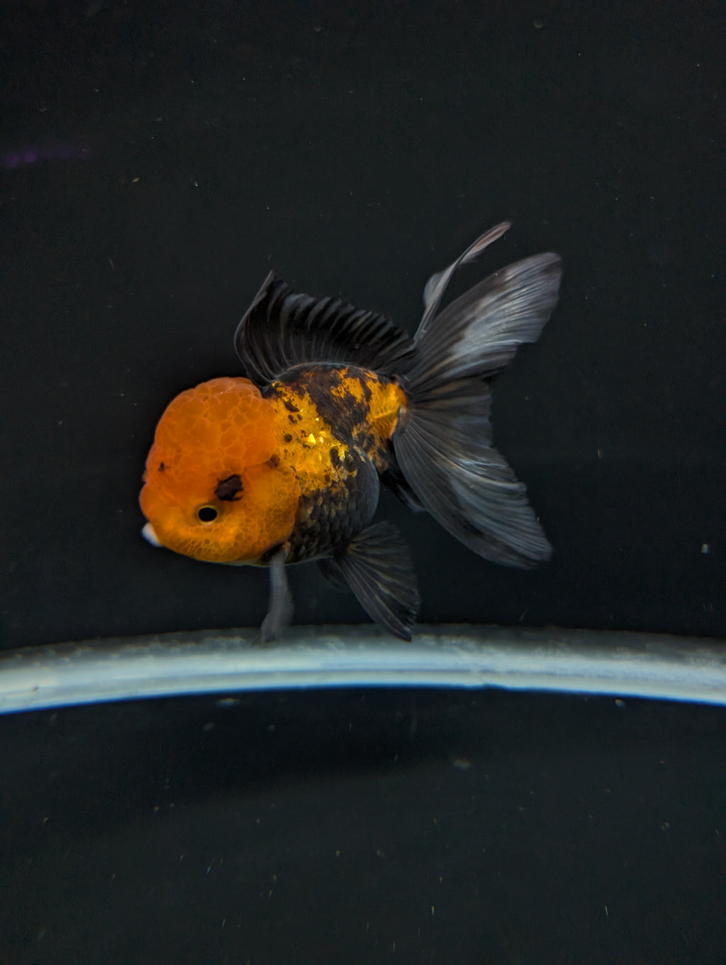 Thai Oranda Tricolor 4"-4.5"in.  ID#1023T1A-027