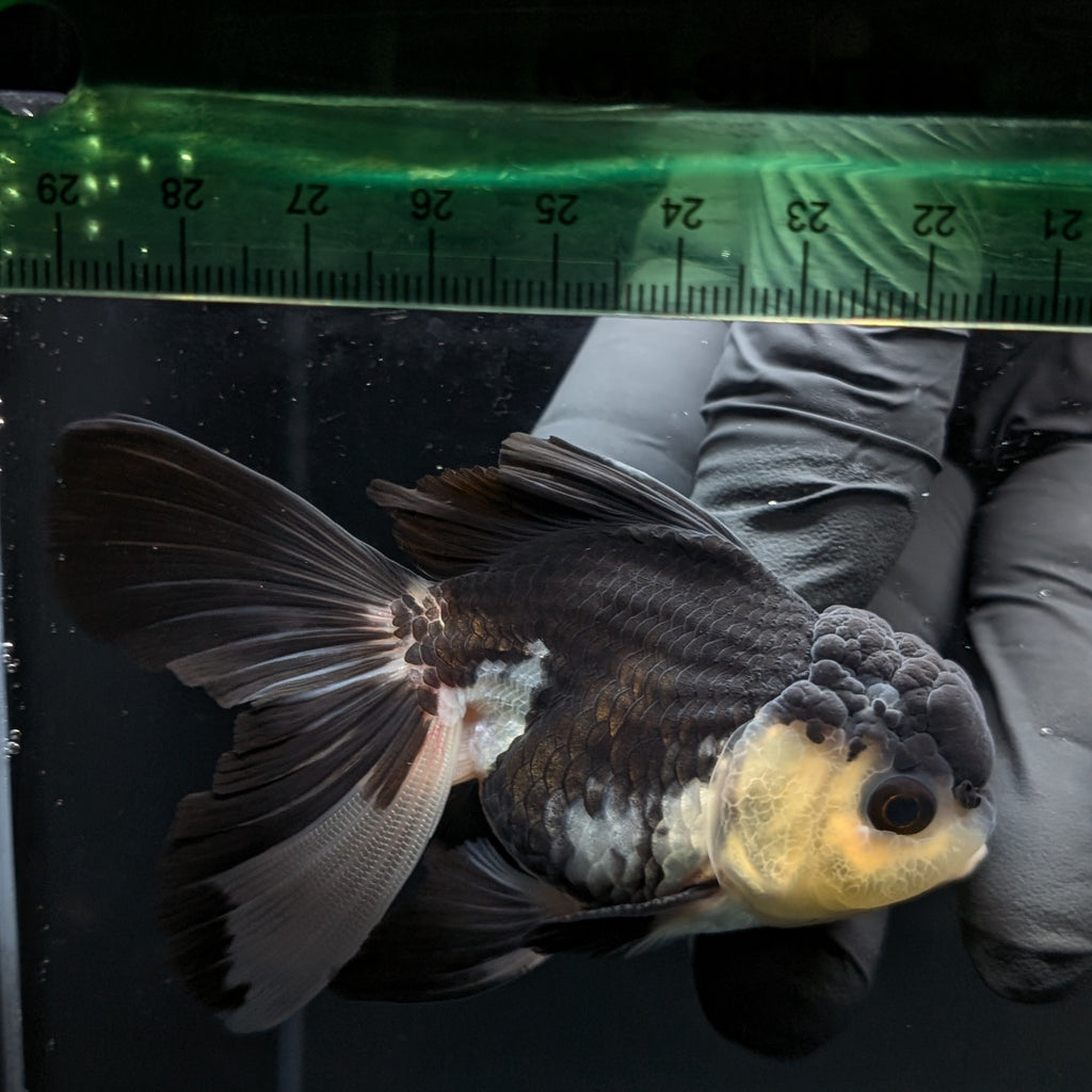 Thai Juvenile Oranda Panda 3.5"-4"in.  ID#731T1A-054