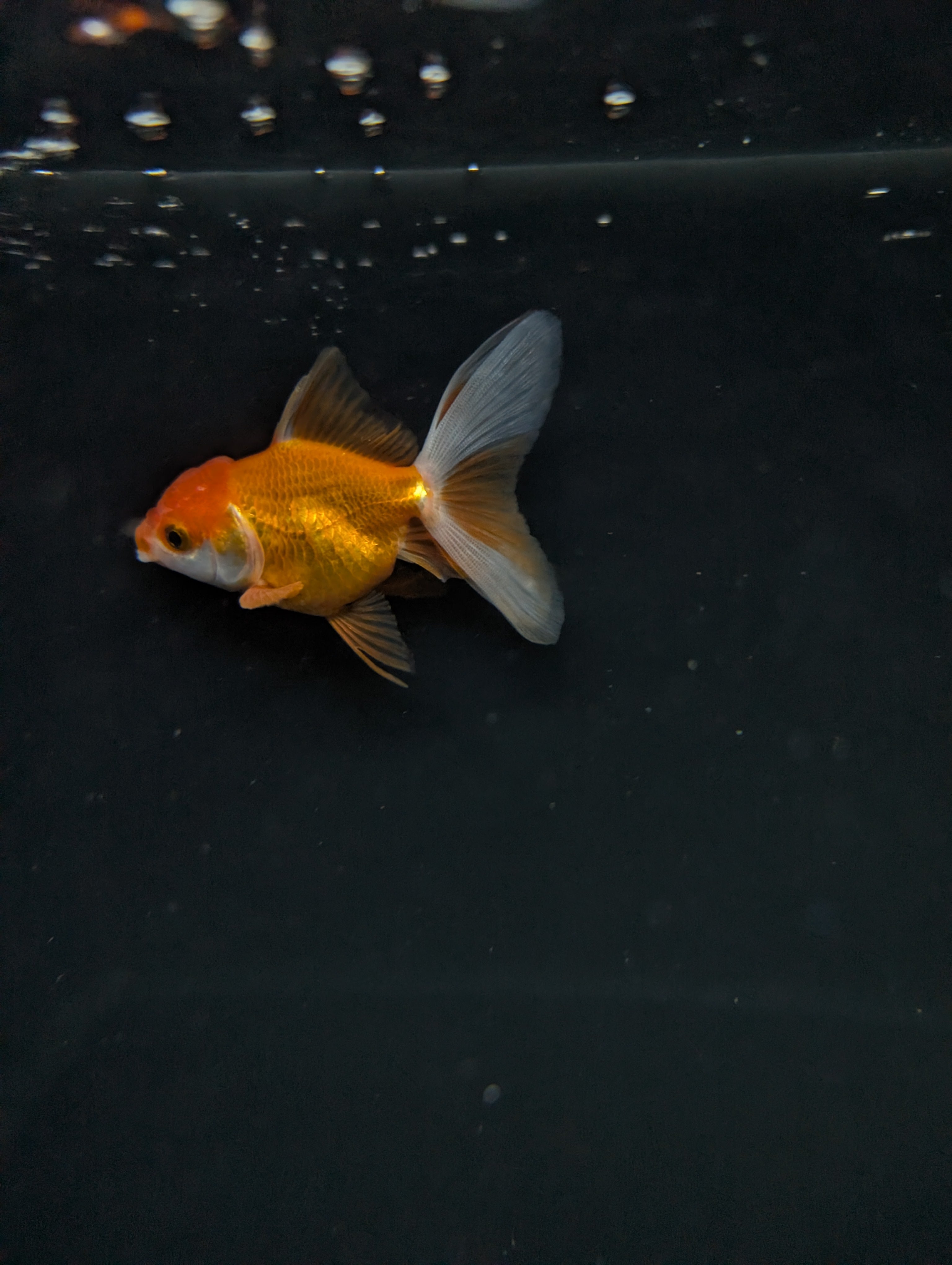 Juvenile Oranda  Red White 3"-3.5"in.  ID#619T1A-013