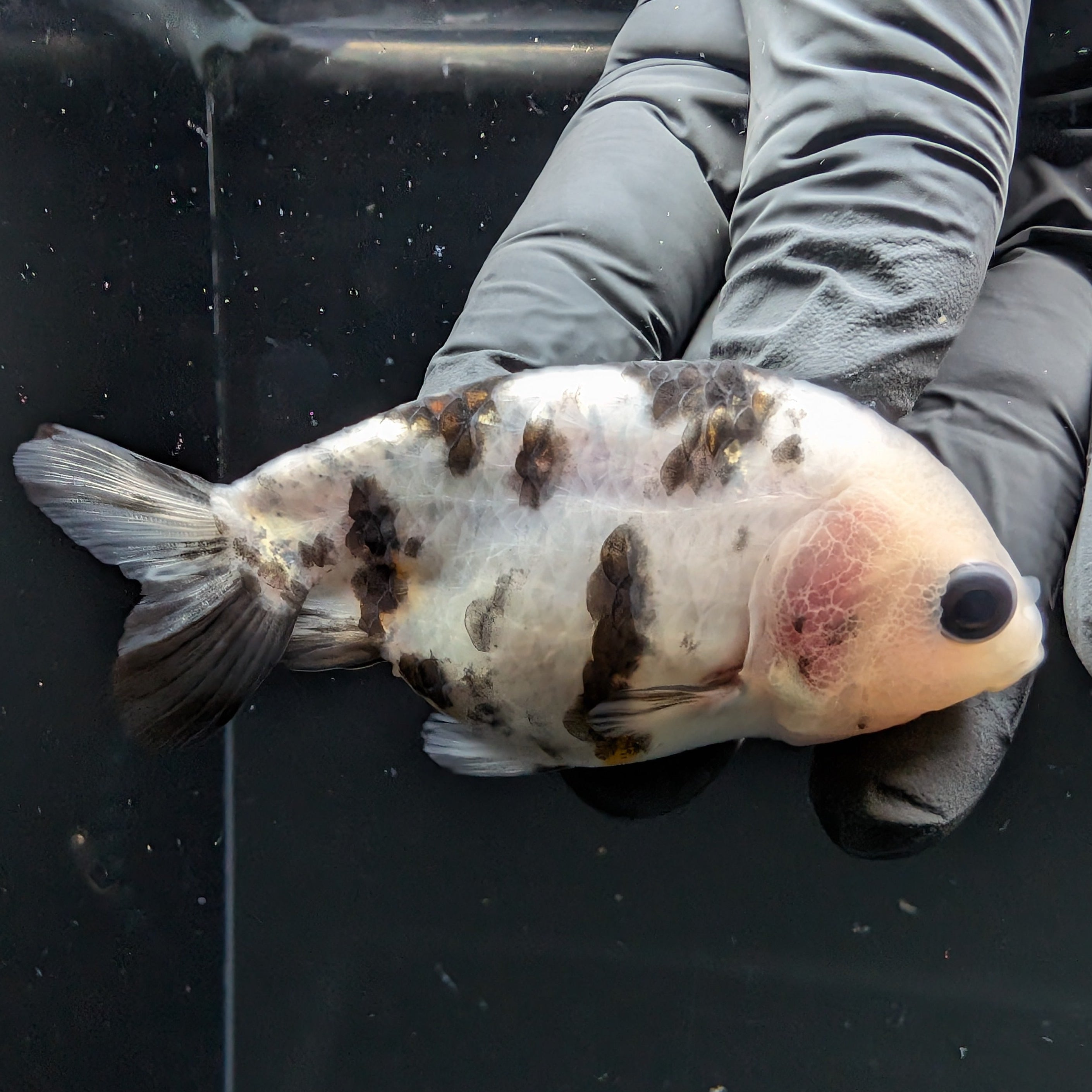Ranchu Calico 2.5"-3" in. ID#724R4A-029