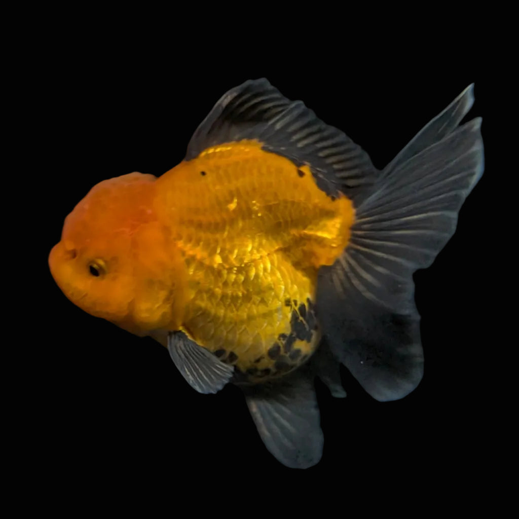 Thai Oranda Red Black  4.5"-5"  ID#718T5B-005