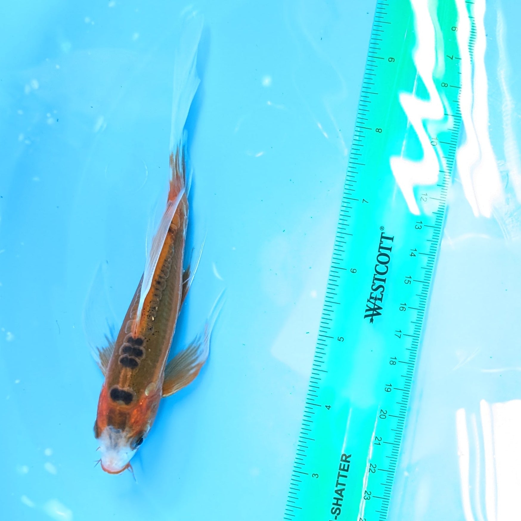 Shusui Butterfly Koi  6"-7" in. ID#727BFK-001