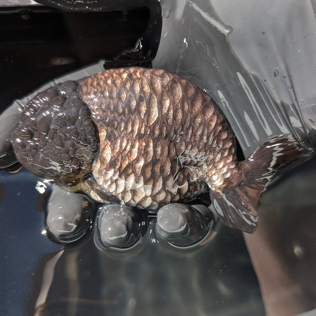 Jumbo Ranchu Dragon Scale Blue / Black 4.5"-5" in. ID#1009R8A-055