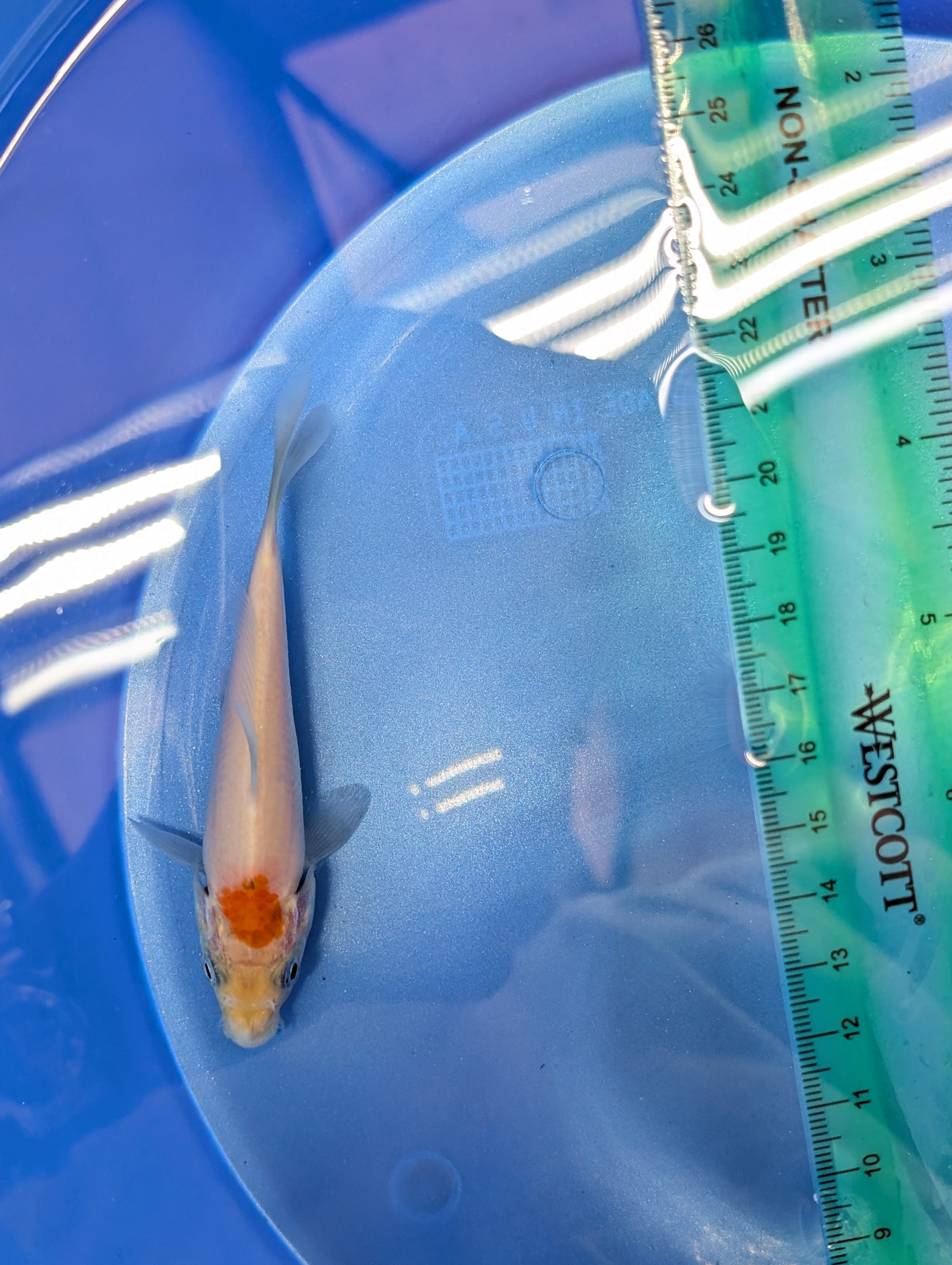 Tancho Kohaku Koi  4"in. ID#806BFK-016