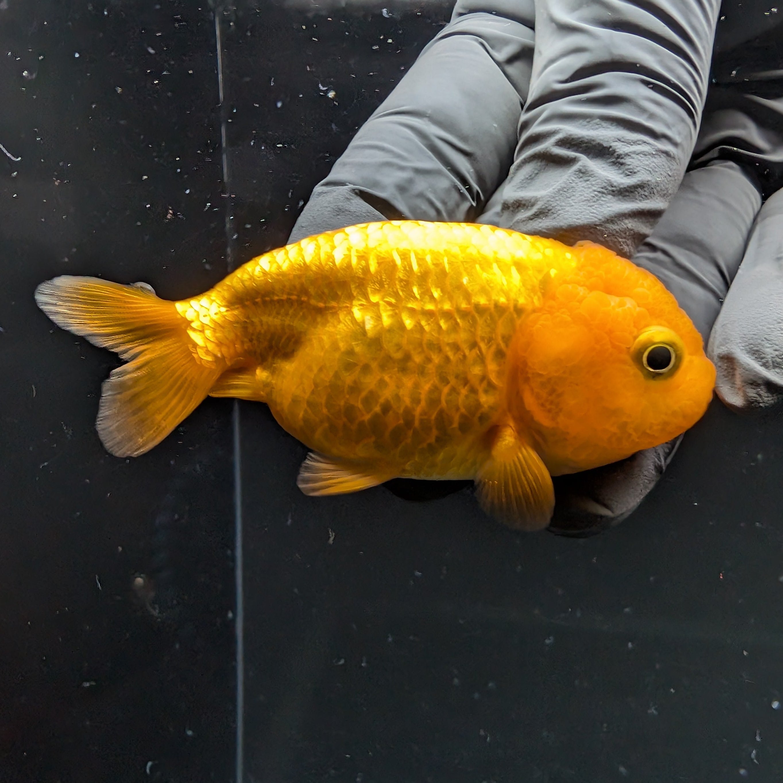 Ranchu Red White 2.5"-3" in. ID#724R4A-034