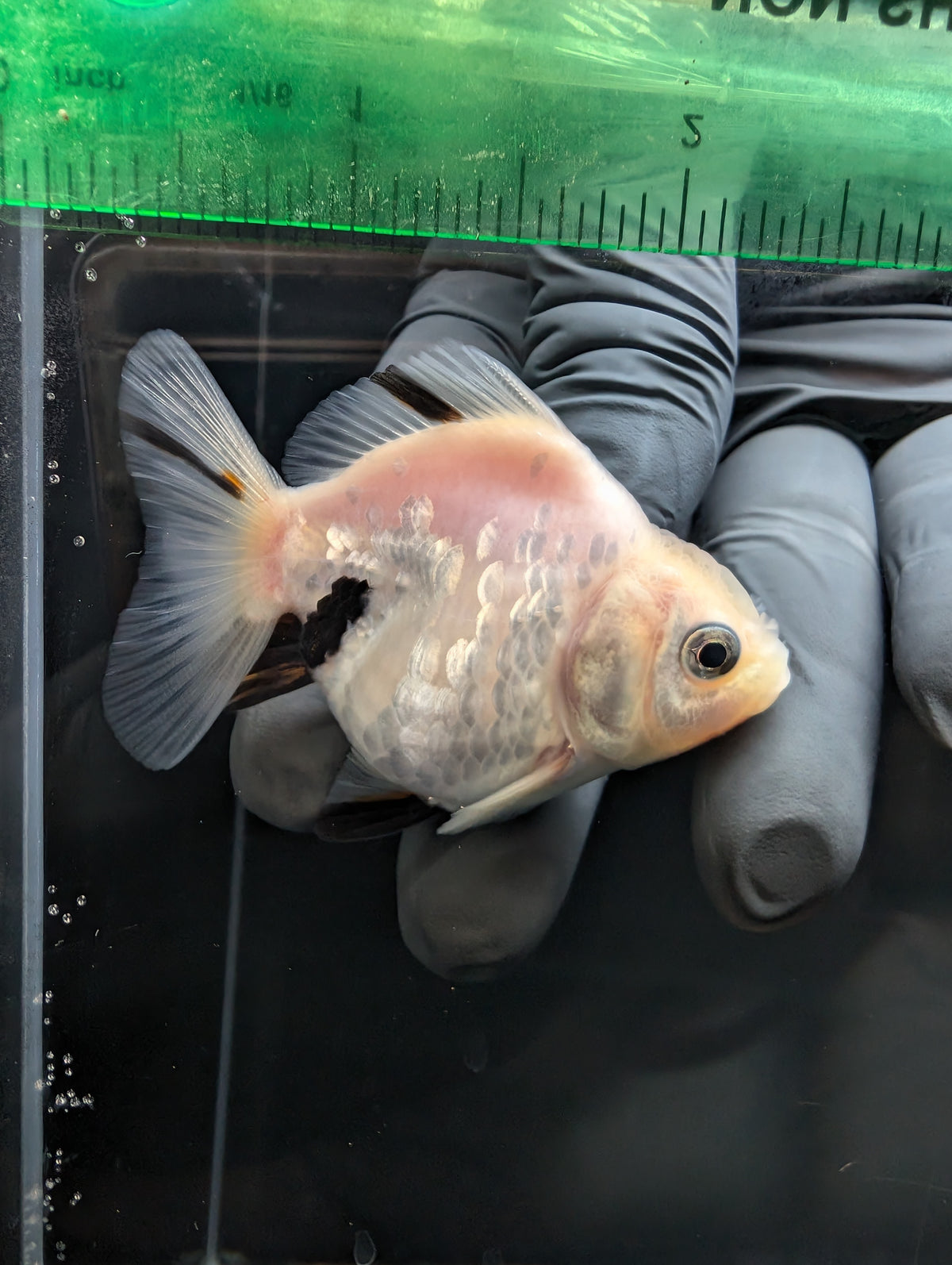 Baby Thai Shogun Oranda White Tiger 2"-2.5" in. ID#1023BSG11A-025