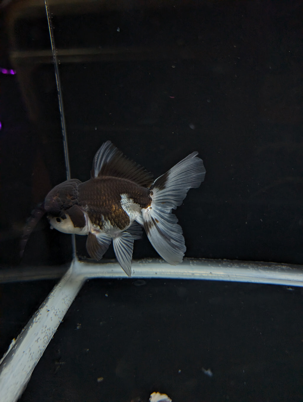Thai Oranda Panda 4"-4.5"in.  ID#1023T1A-024