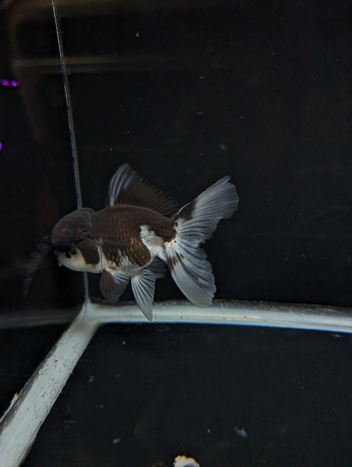 Thai Oranda Panda 4"-4.5"in.  ID#1023T1A-024