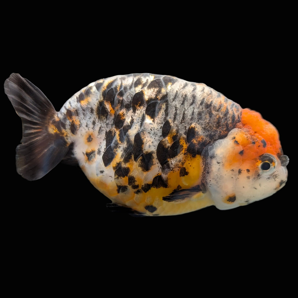 Jumbo Ranchu Kirin Calico 4.5"-5" in. ID#1009R8A-054