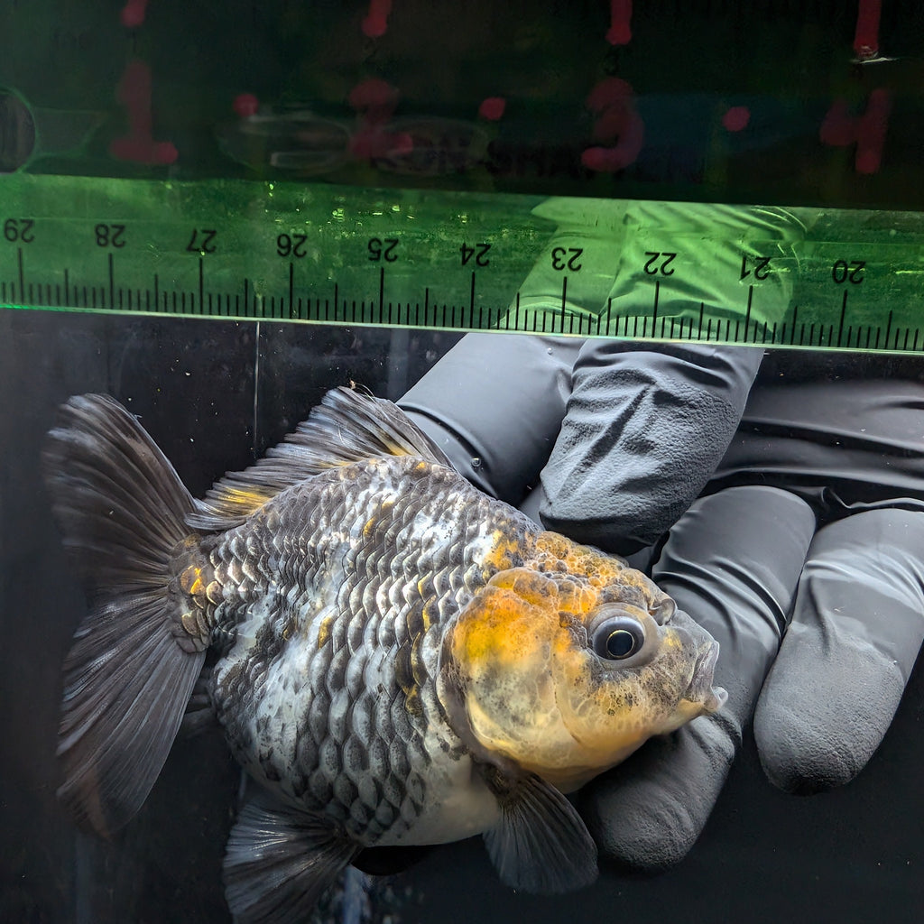 Thai Oranda Shogun Tiger Calico 4" in. ID#626SG7A-003