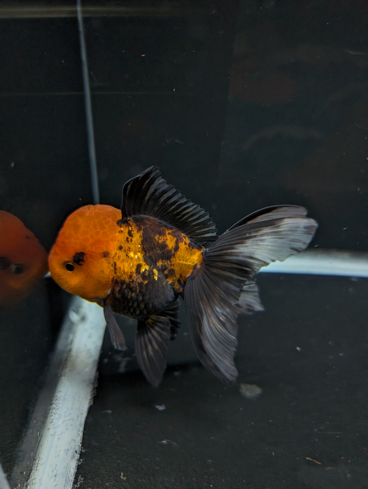 Thai Oranda Tricolor 4"-4.5"in.  ID#1023T1A-027