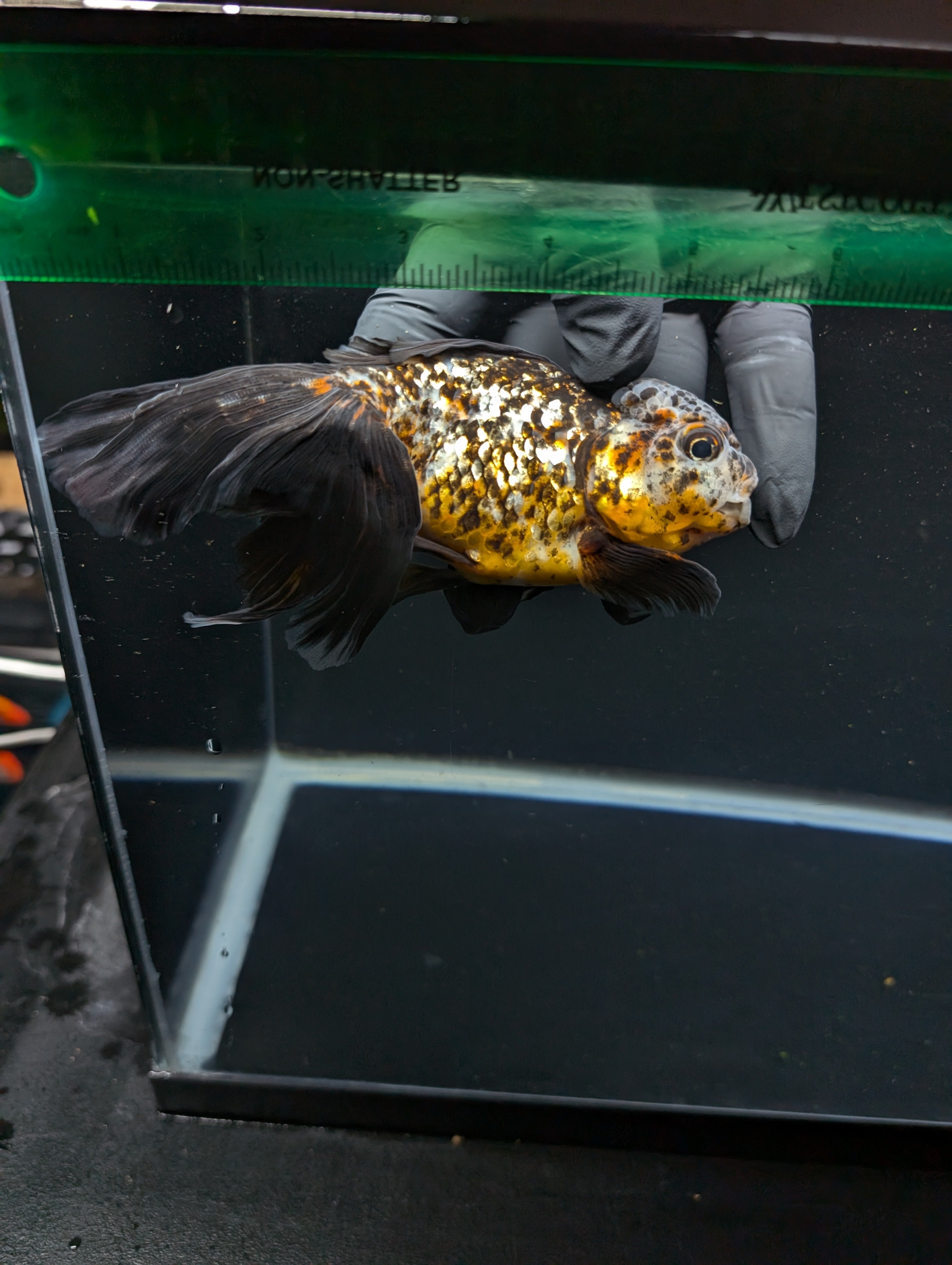 Calico Oranda 5.5"- 6"in. ID#821LB2A-64