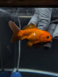 Juvenile Oranda Red Black 3"-3.5"in.  ID#529T1A-052