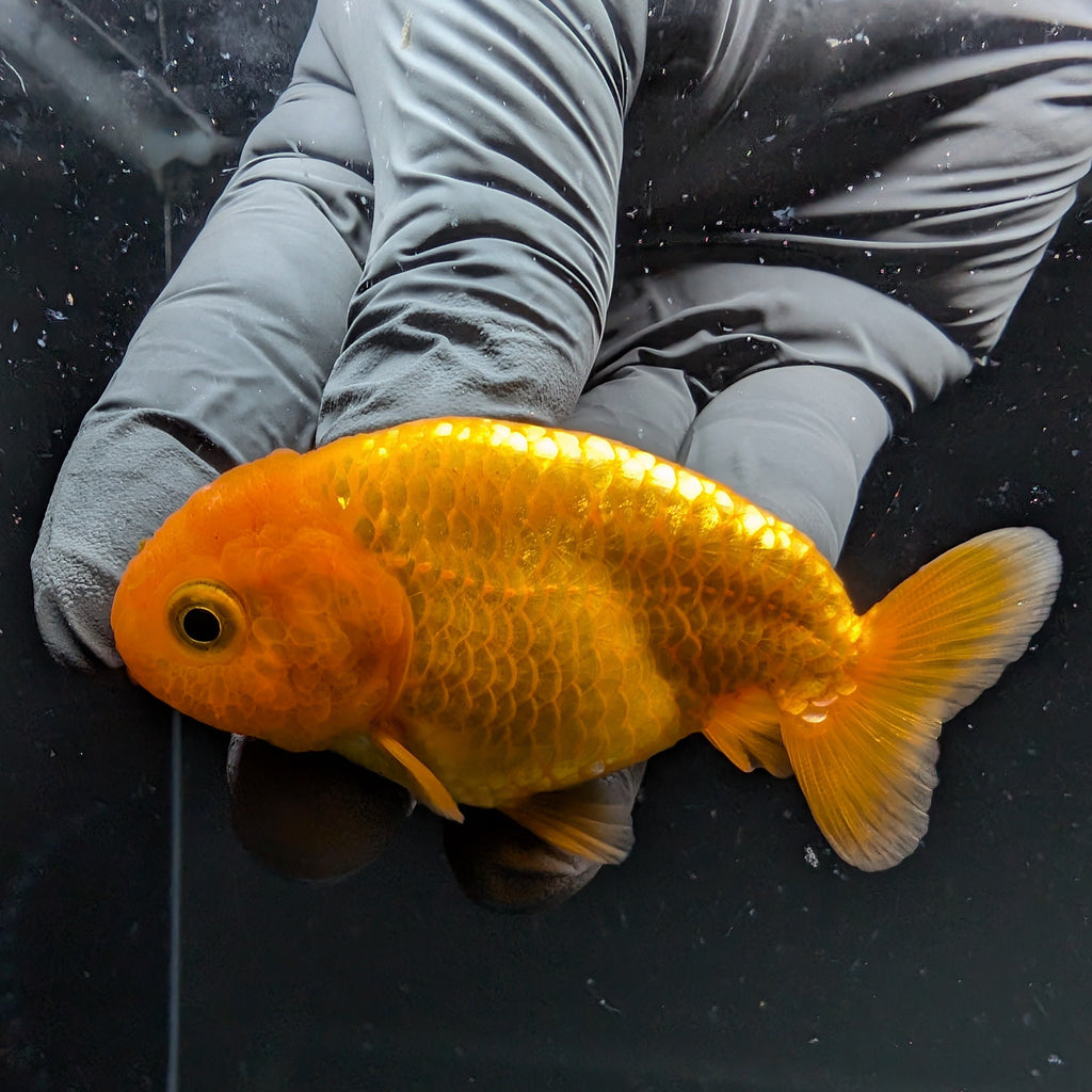 Ranchu Red White 2.5"-3" in. ID#724R4A-027