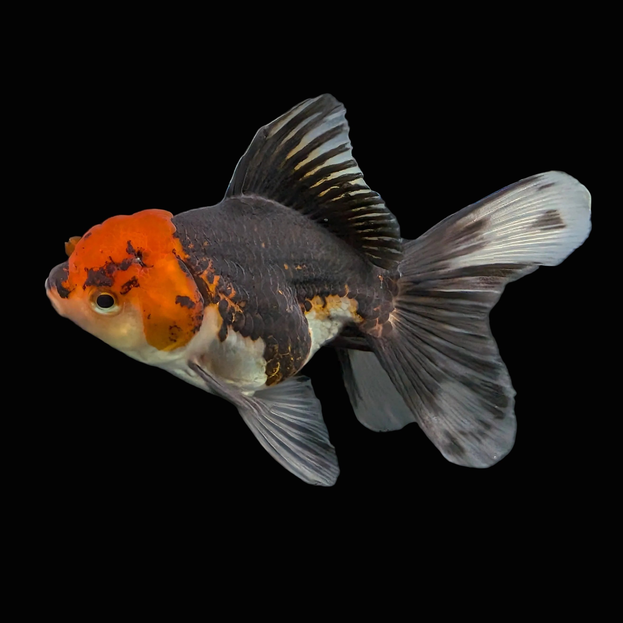 Thai Juvenile Oranda Tricolor 3.5"-4"in.  ID#724T1A-021