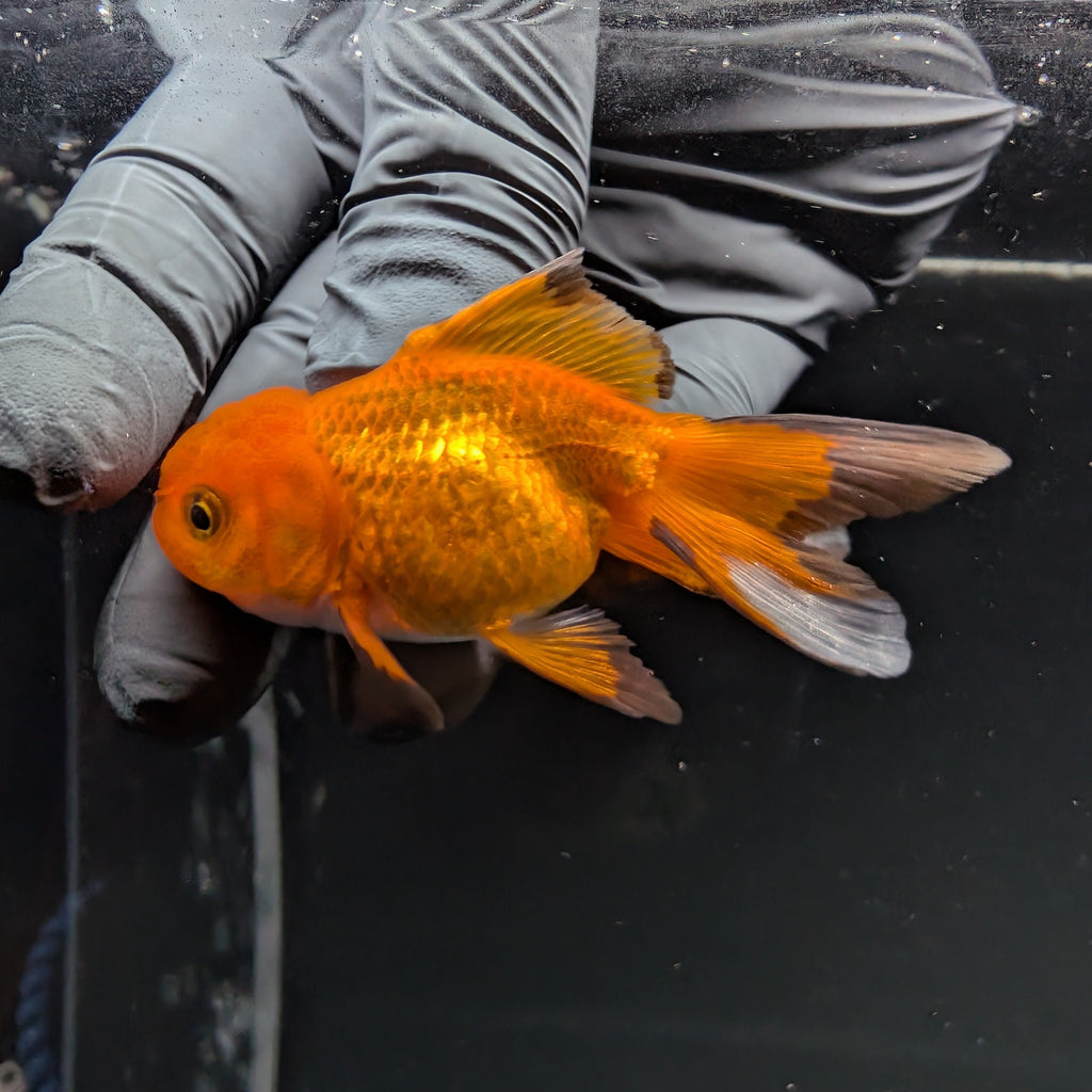 Juvenile Oranda Red Black 3"-3.5"in.  ID#515T2A-009