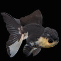 Thai Juvenile Oranda Panda 3.5"-4"in.  ID#731T1A-054