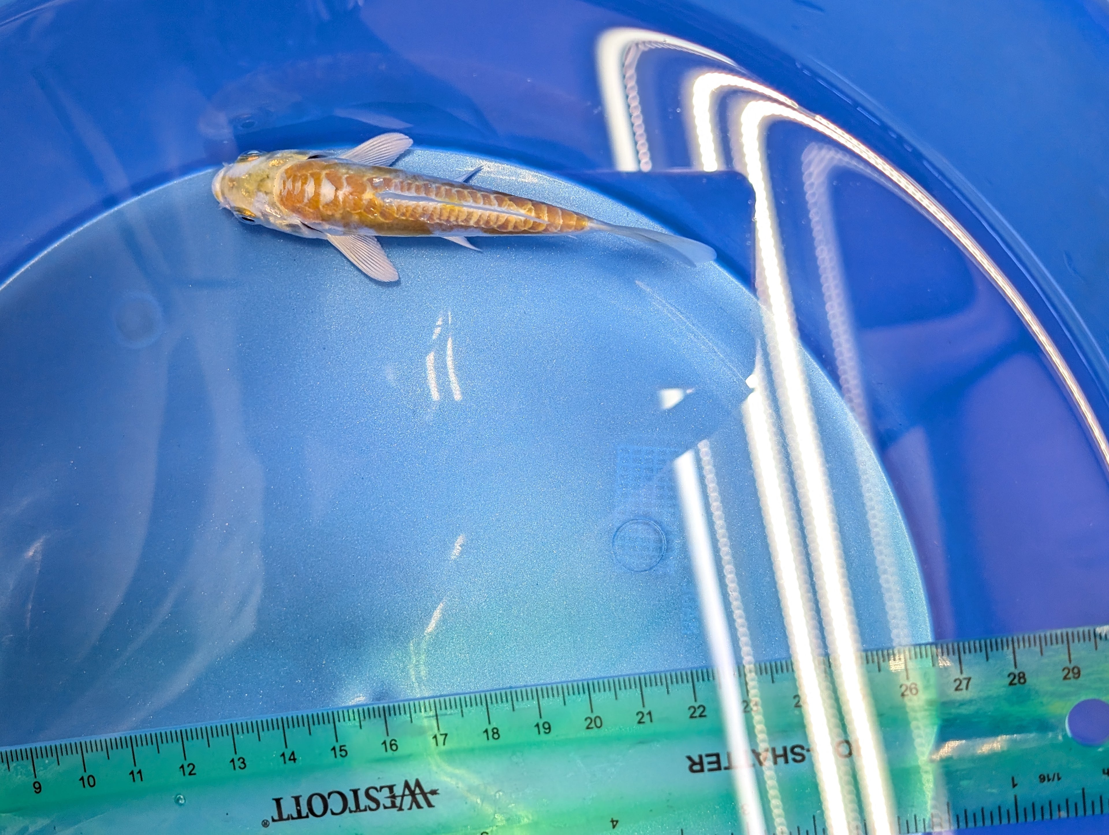 Doitsu Hariwake Koi  4"in. ID#806BFK-017