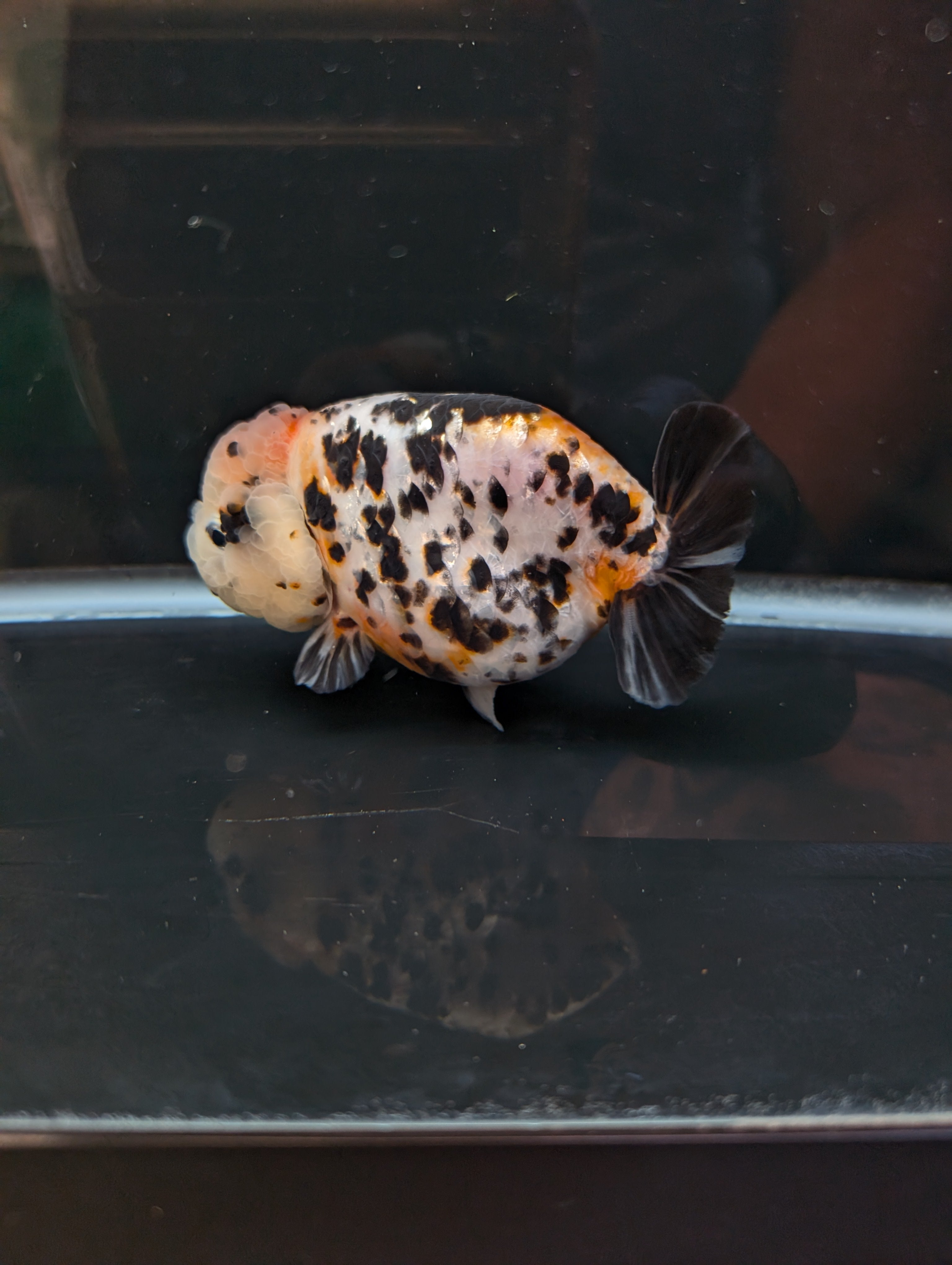 Jumbo Ranchu Milk Cow Calico 4.5"-5" in. ID#814R8A-021