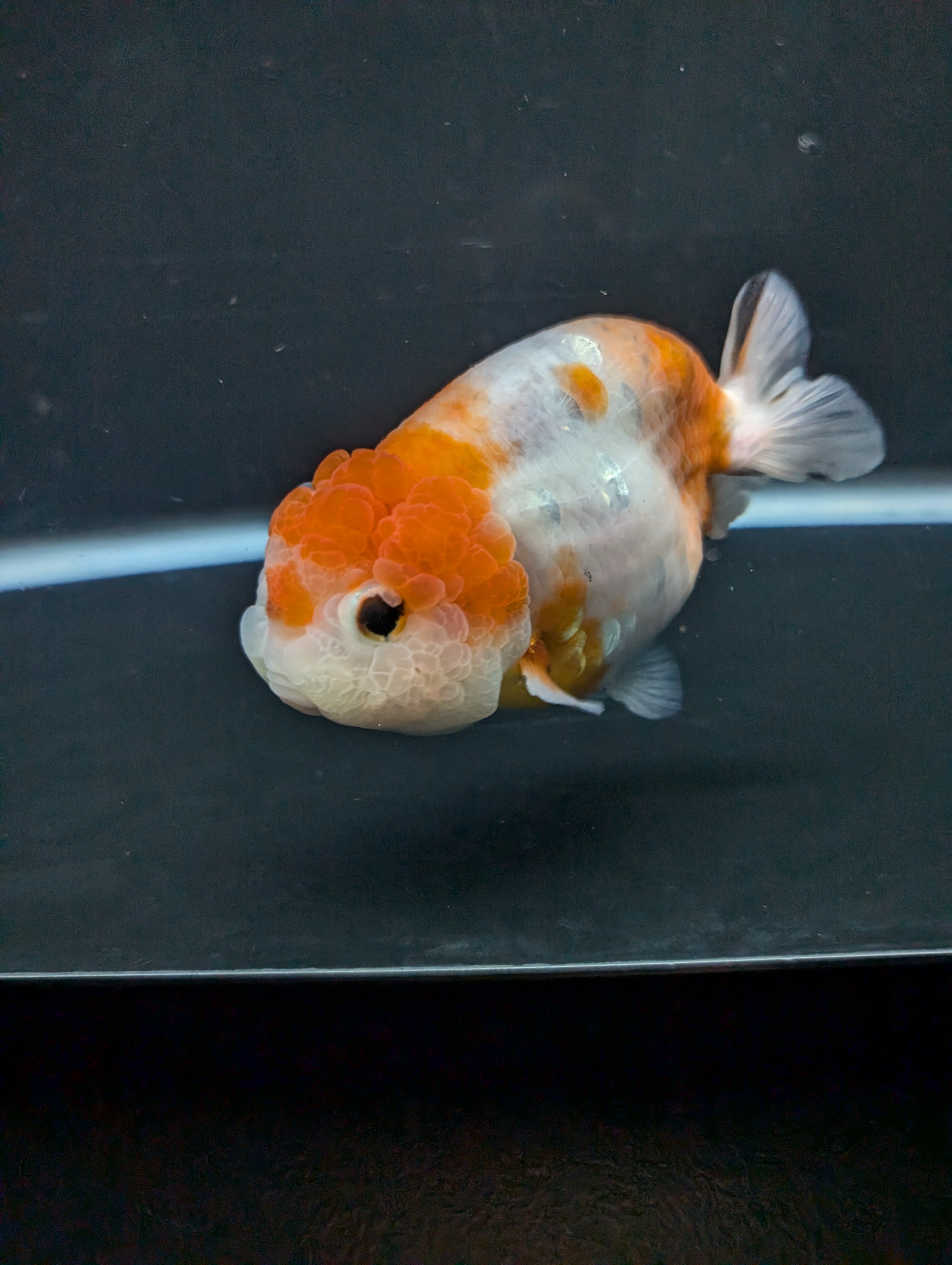 Jumbo Ranchu Sakura 4.5"-5" in. ID#828R8A-054