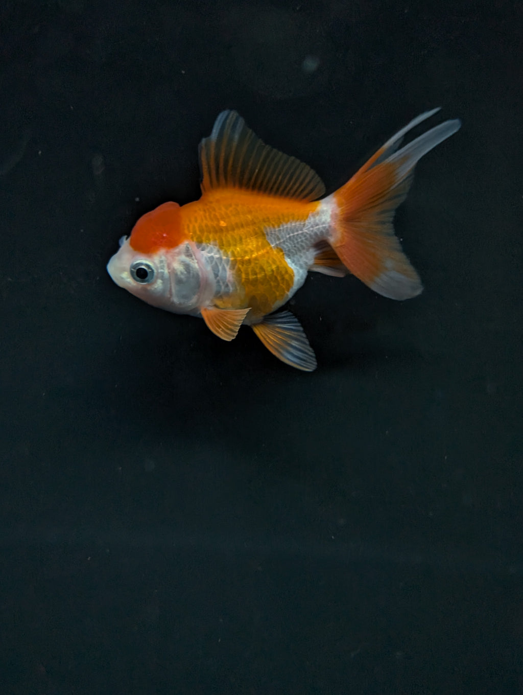Juvenile Oranda Red White 3"-3.5"in.  ID#619T1A-002