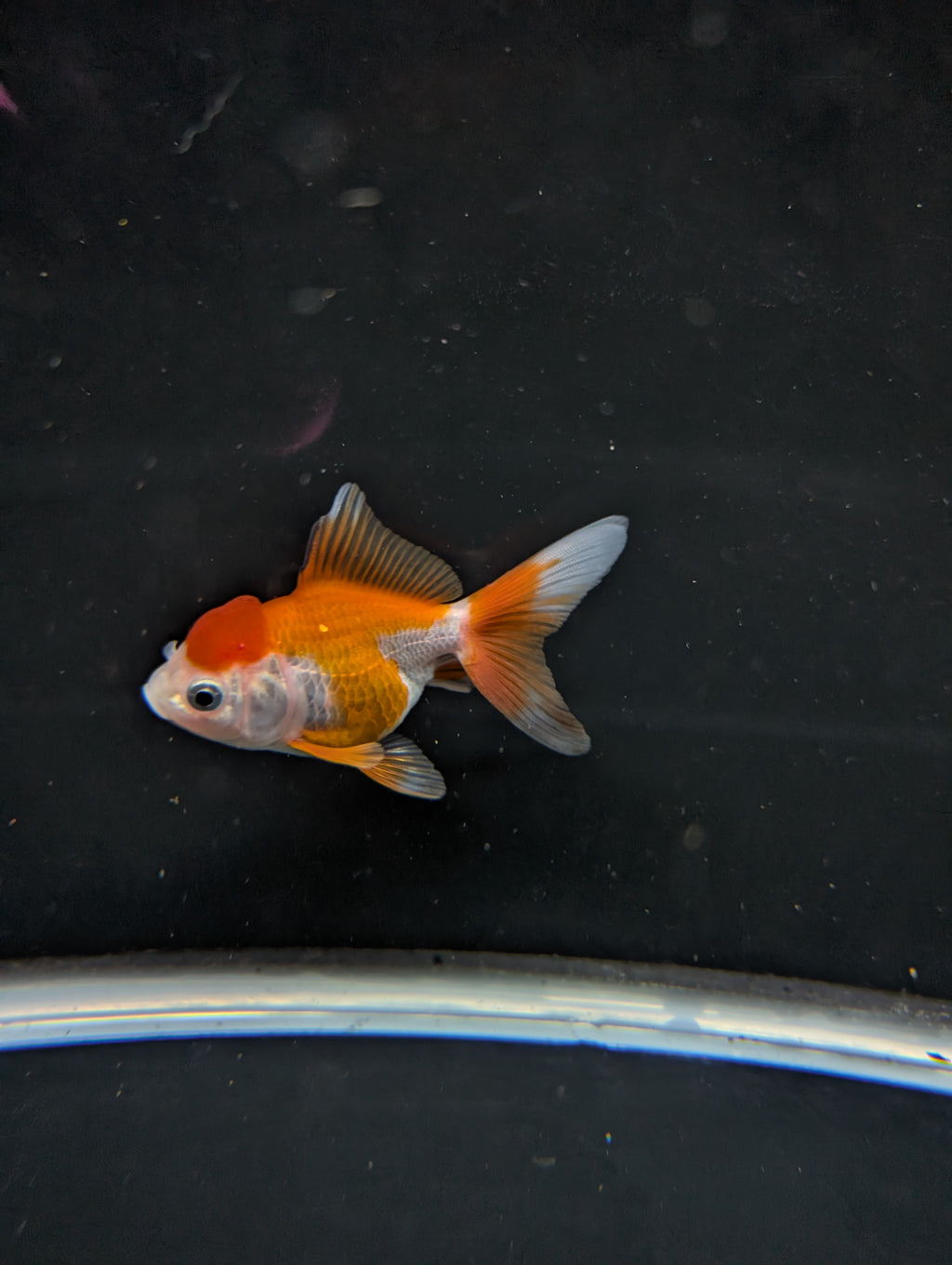 Juvenile Oranda Red White 3"-3.5"in.  ID#619T1A-002