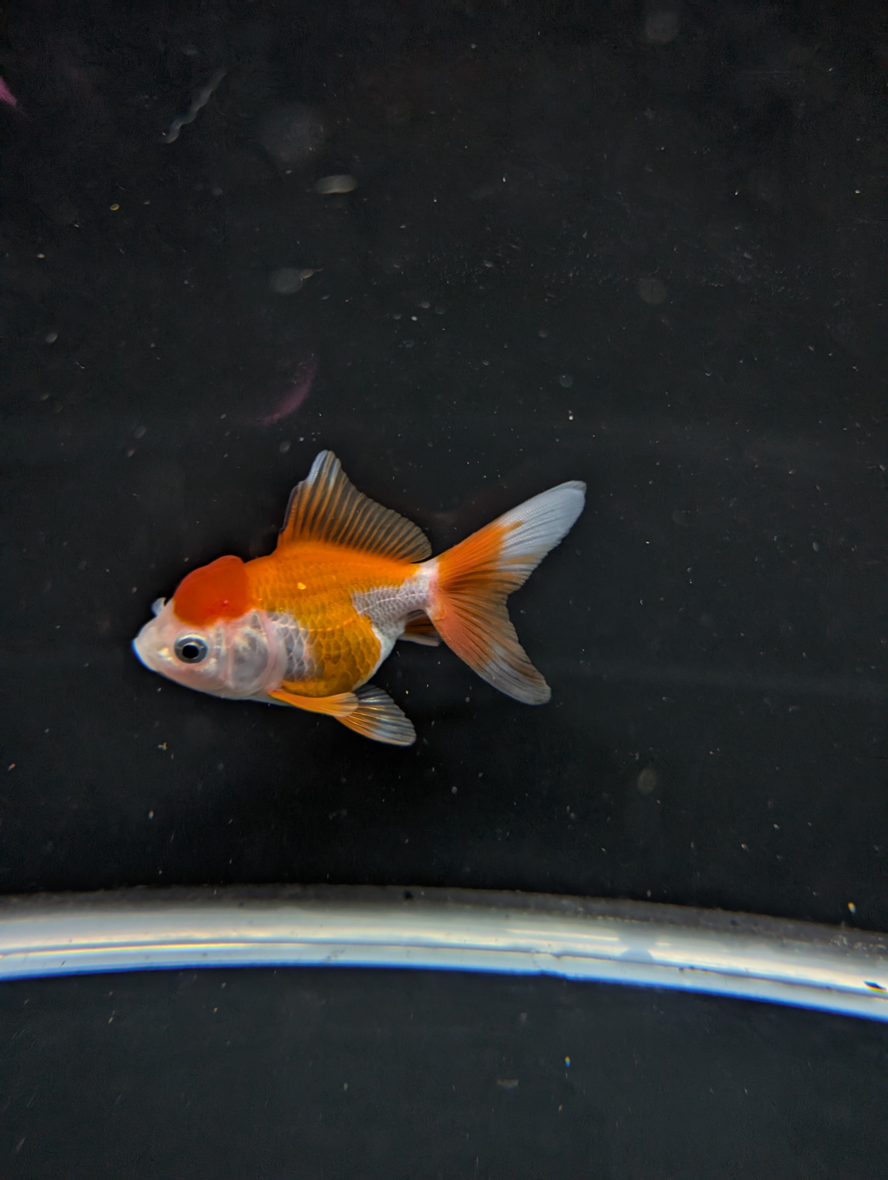 Juvenile Oranda Red White 3"-3.5"in.  ID#619T1A-002