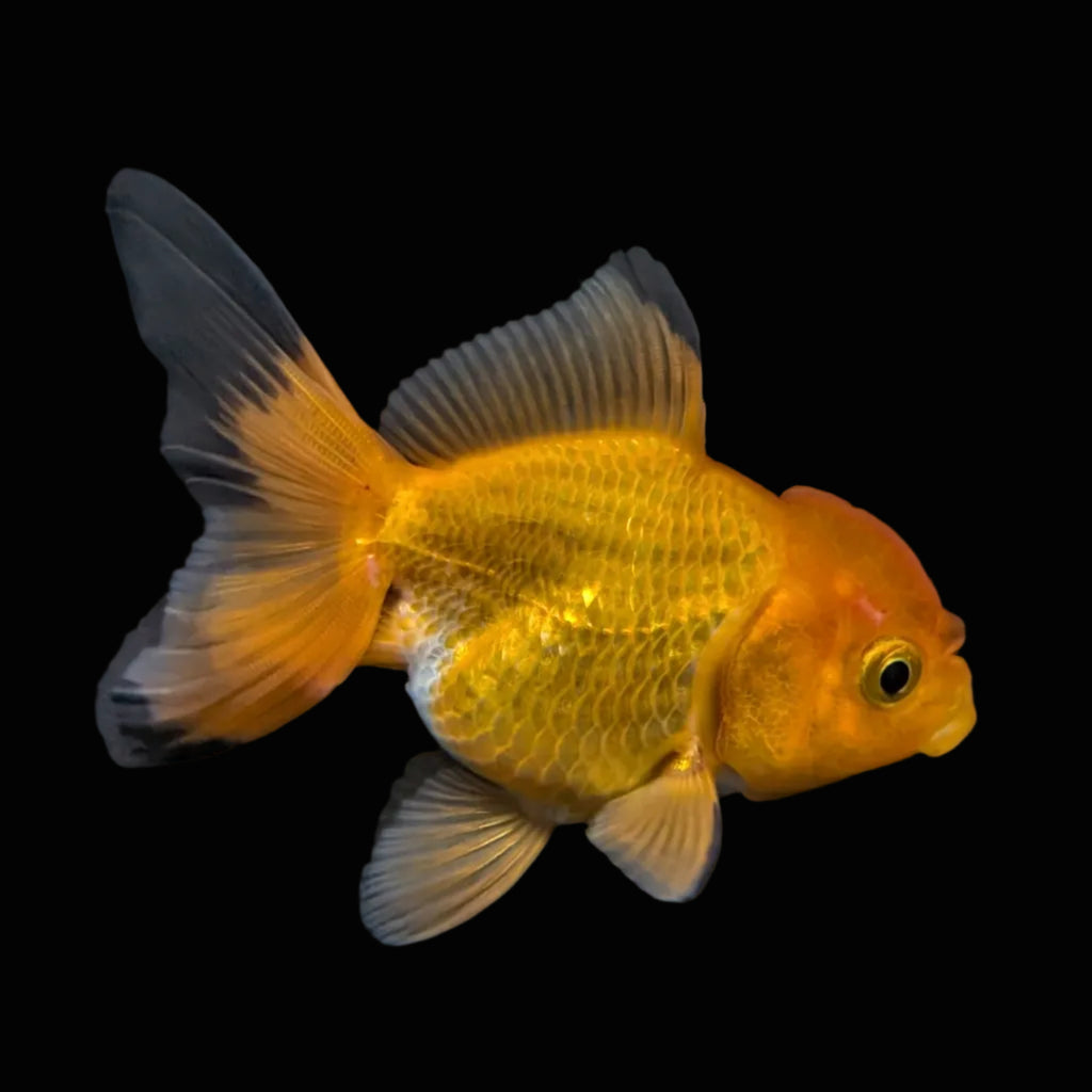 Thai Juvenile Oranda Red Black 3"-3.5" in.  ID#724T1A-023