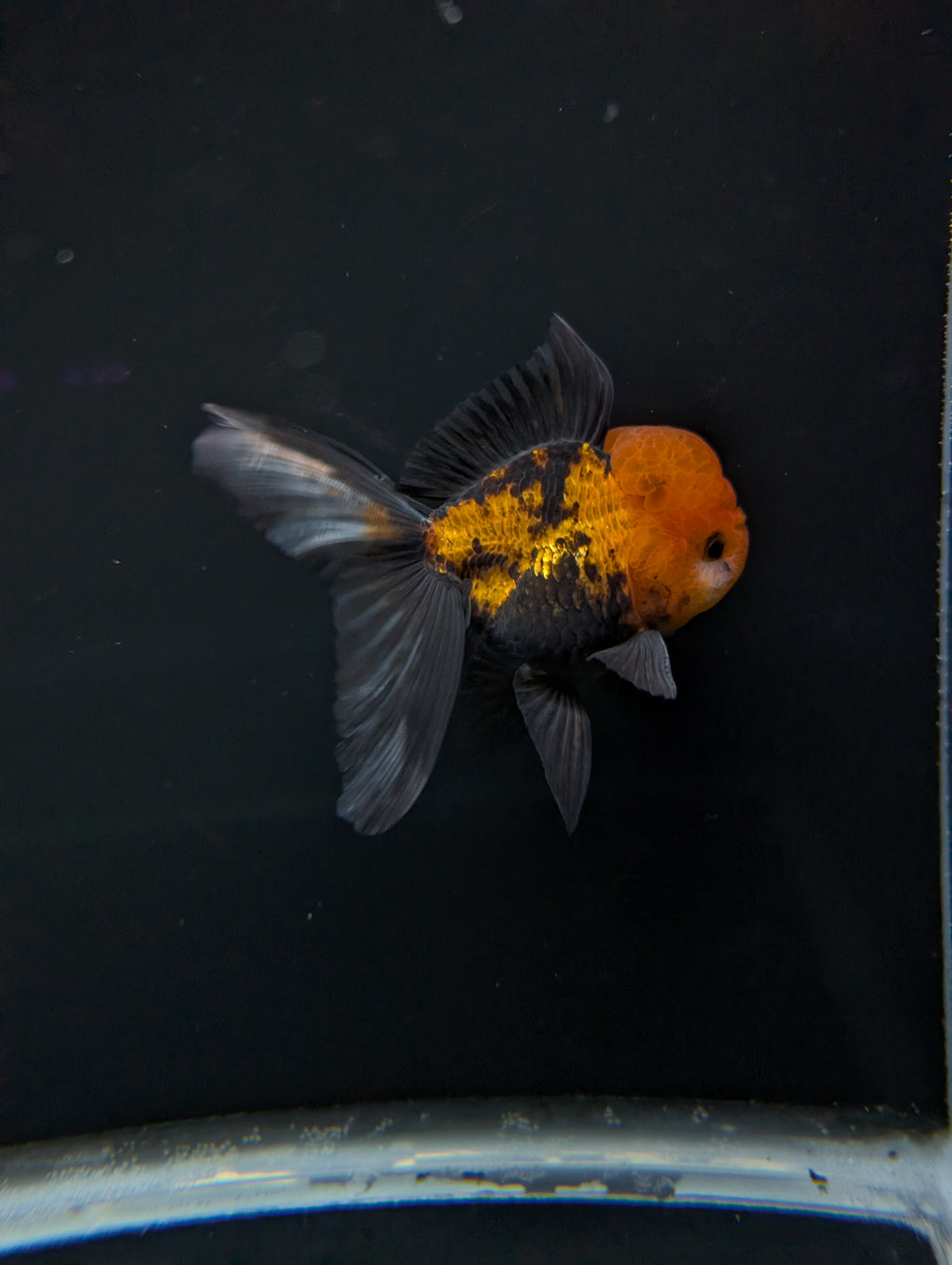 Thai Oranda Tricolor 4"-4.5"in.  ID#1023T1A-027