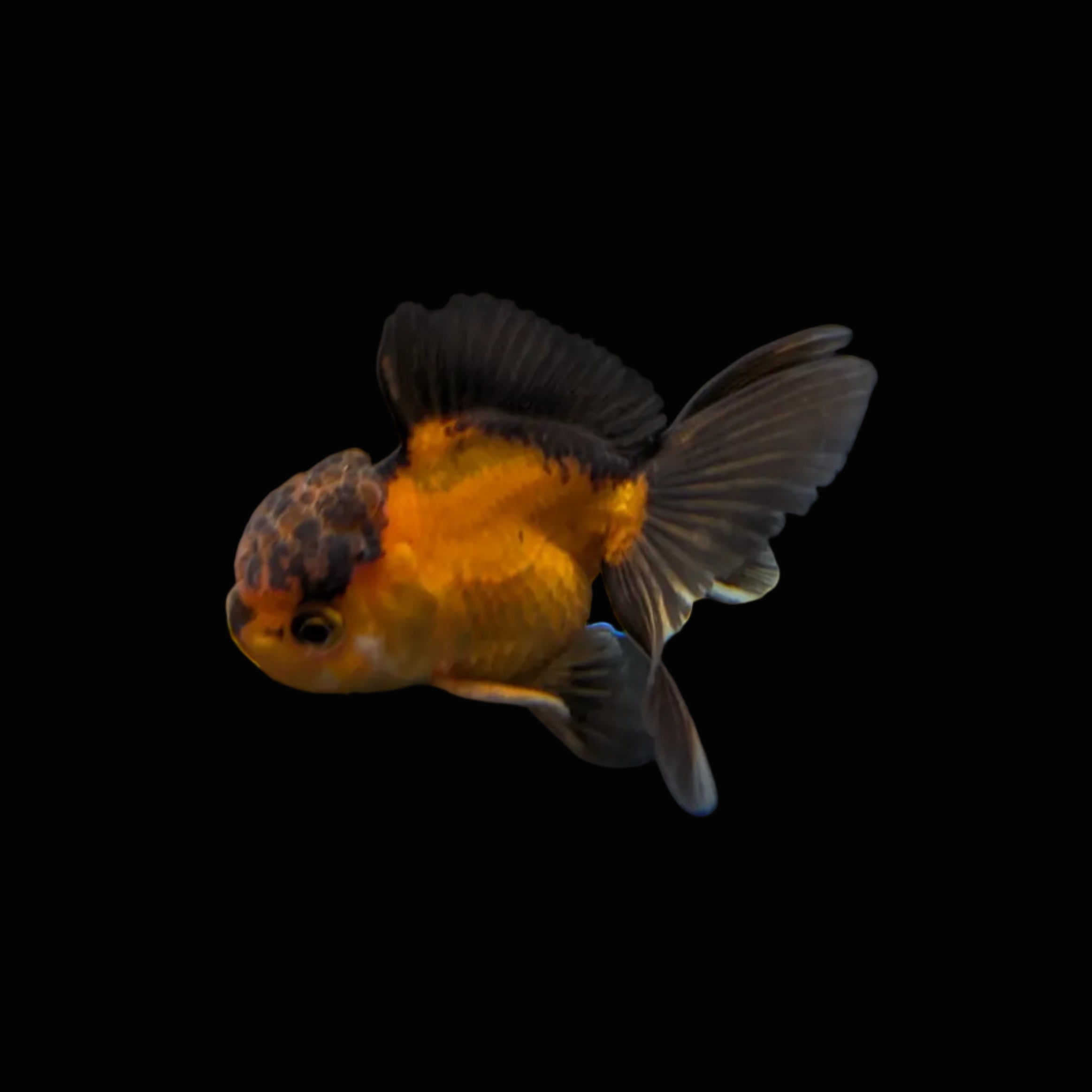 Juvenile Oranda Red Black 3.5"-4" in.  ID#327T13b-035