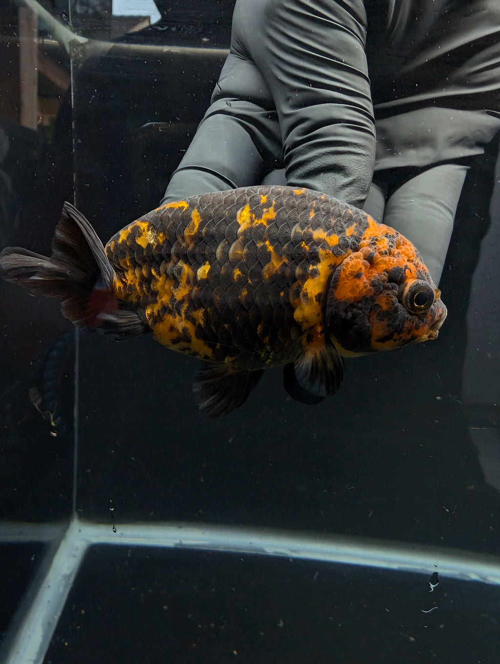 Jumbo Ranchu Calico 3.5"- 4" in. ID#717R8A-005