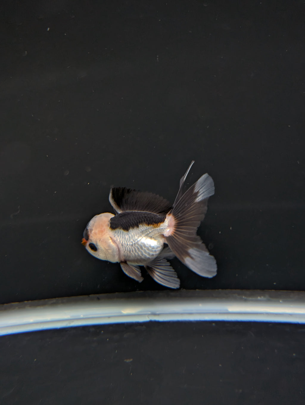 Juvenile Thai Oranda Panda 3"in.  ID#814T1A-006