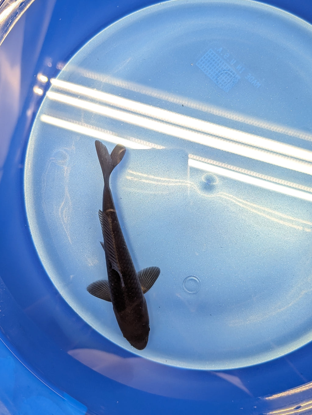 Karasu Koi  5"-6"in. ID#806BFK-021