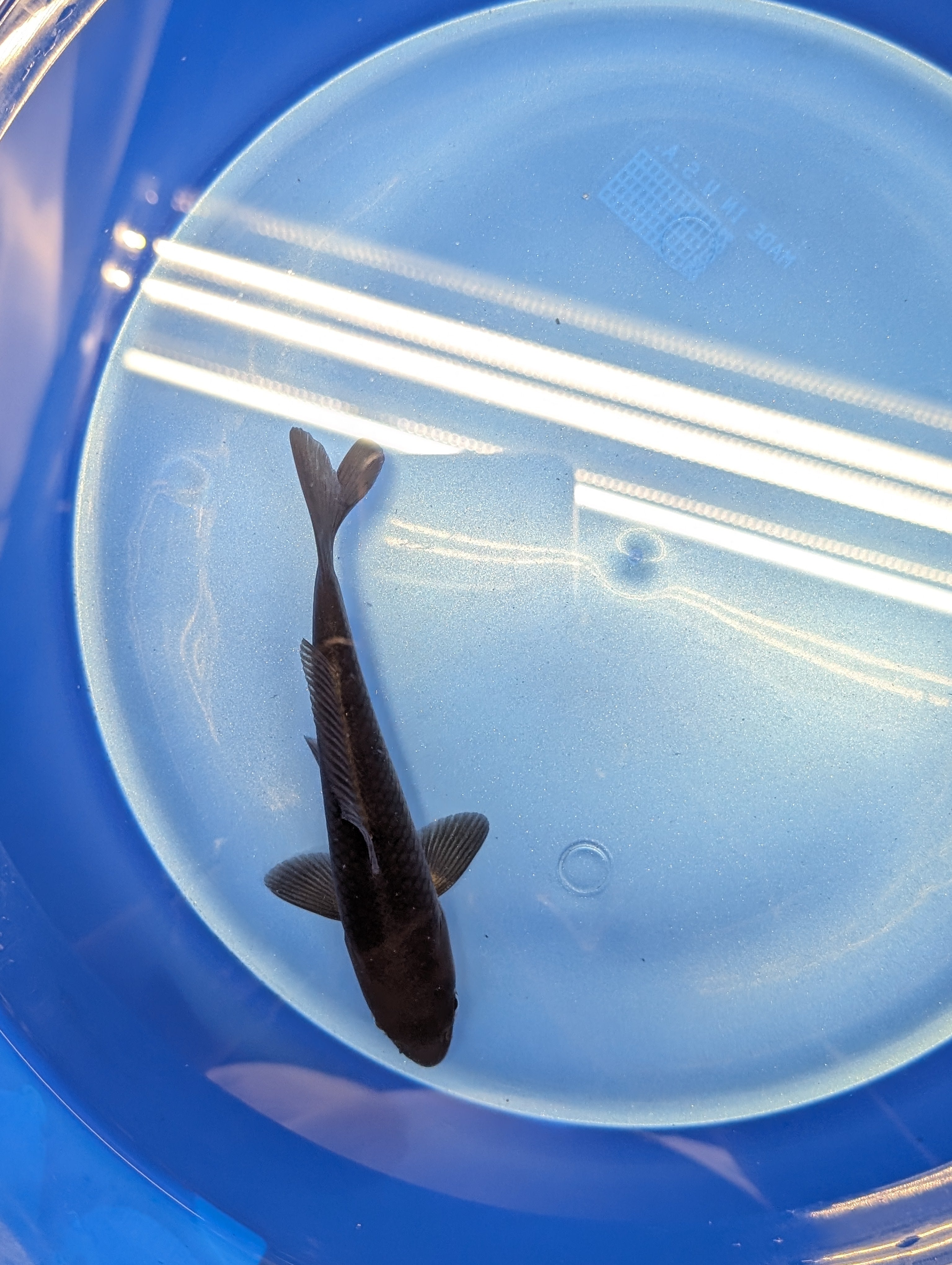 Karasu Koi  5"-6"in. ID#806BFK-021
