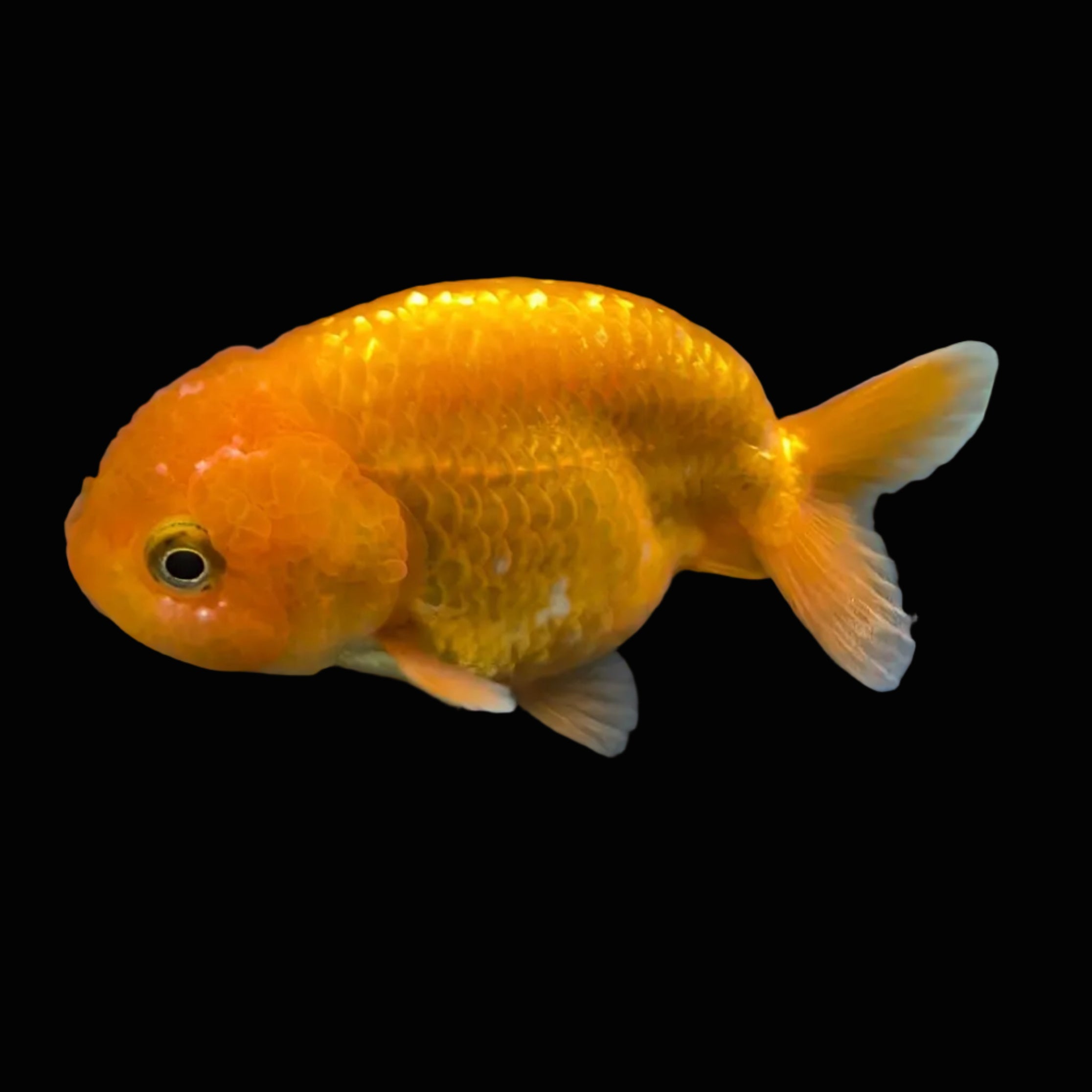 Ranchu Red White 3"-3.5" in. ID#501R13A-021