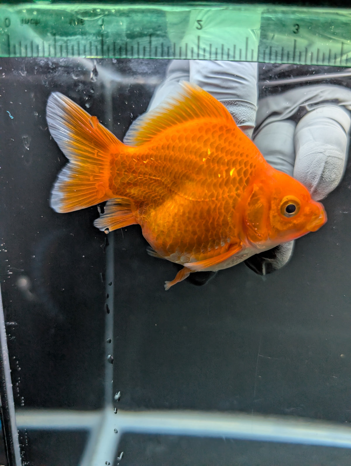 Tamasaba Red White 3"-3.5" in. ID#1009TM1B-009