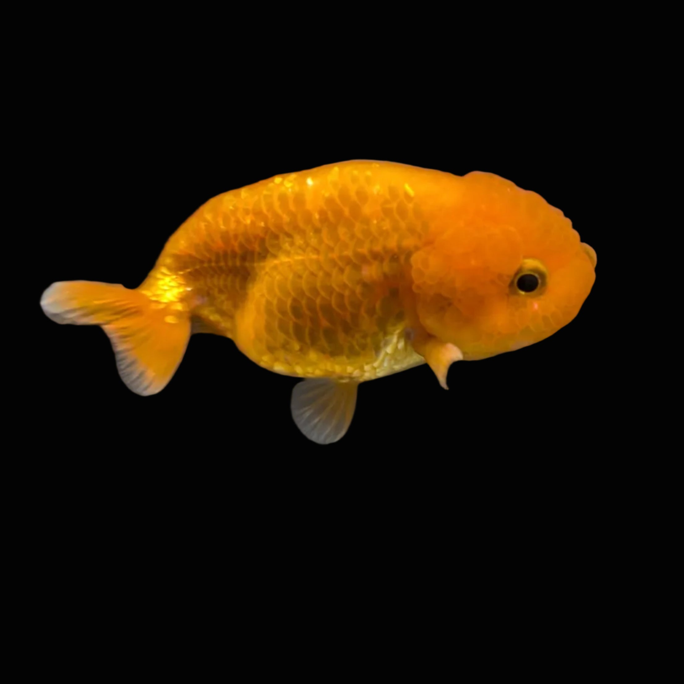 Ranchu Red White 3"-3.5" in. ID#417R13A-005