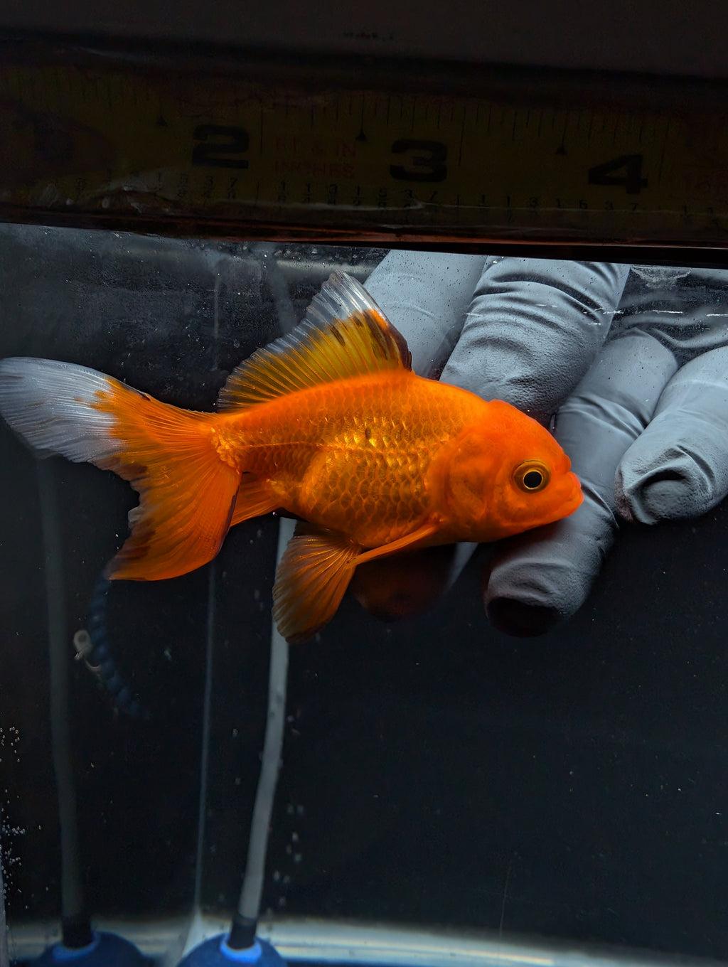 Juvenile Oranda Red Black 3"-3.5"in.  ID#529T1A-060