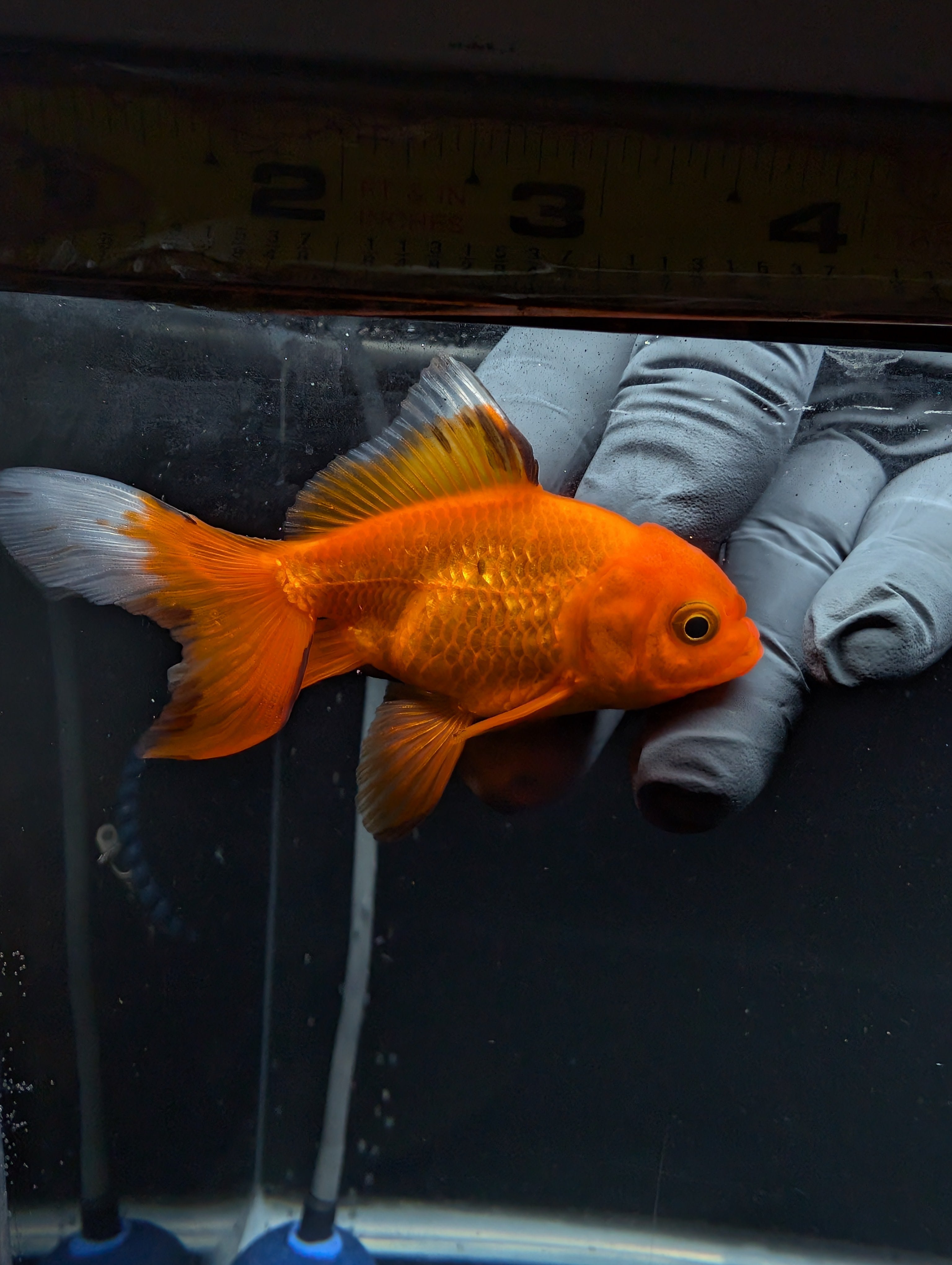 Juvenile Oranda Red Black 3"-3.5"in.  ID#529T1A-060