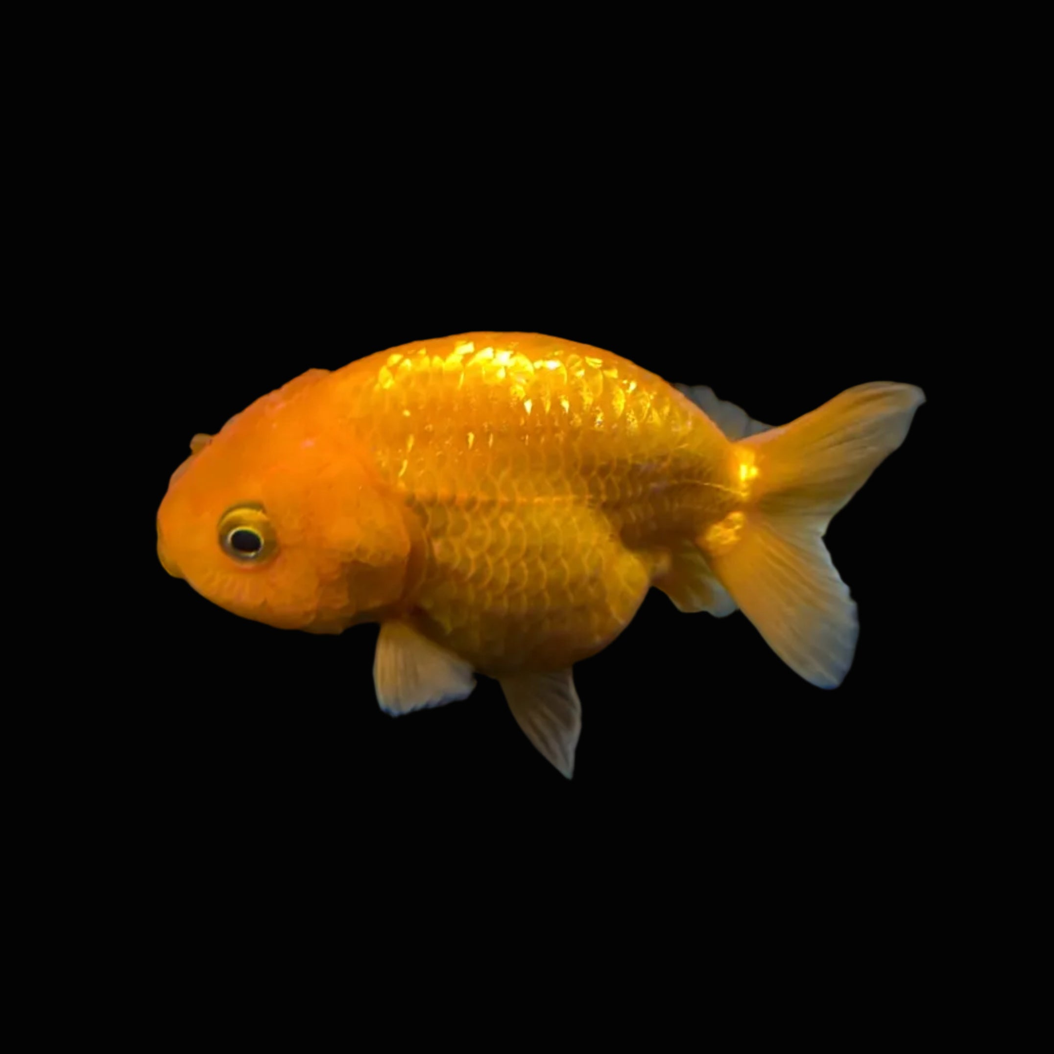 Ranchu Red White 3"-3.5" in. ID#424R13A-011