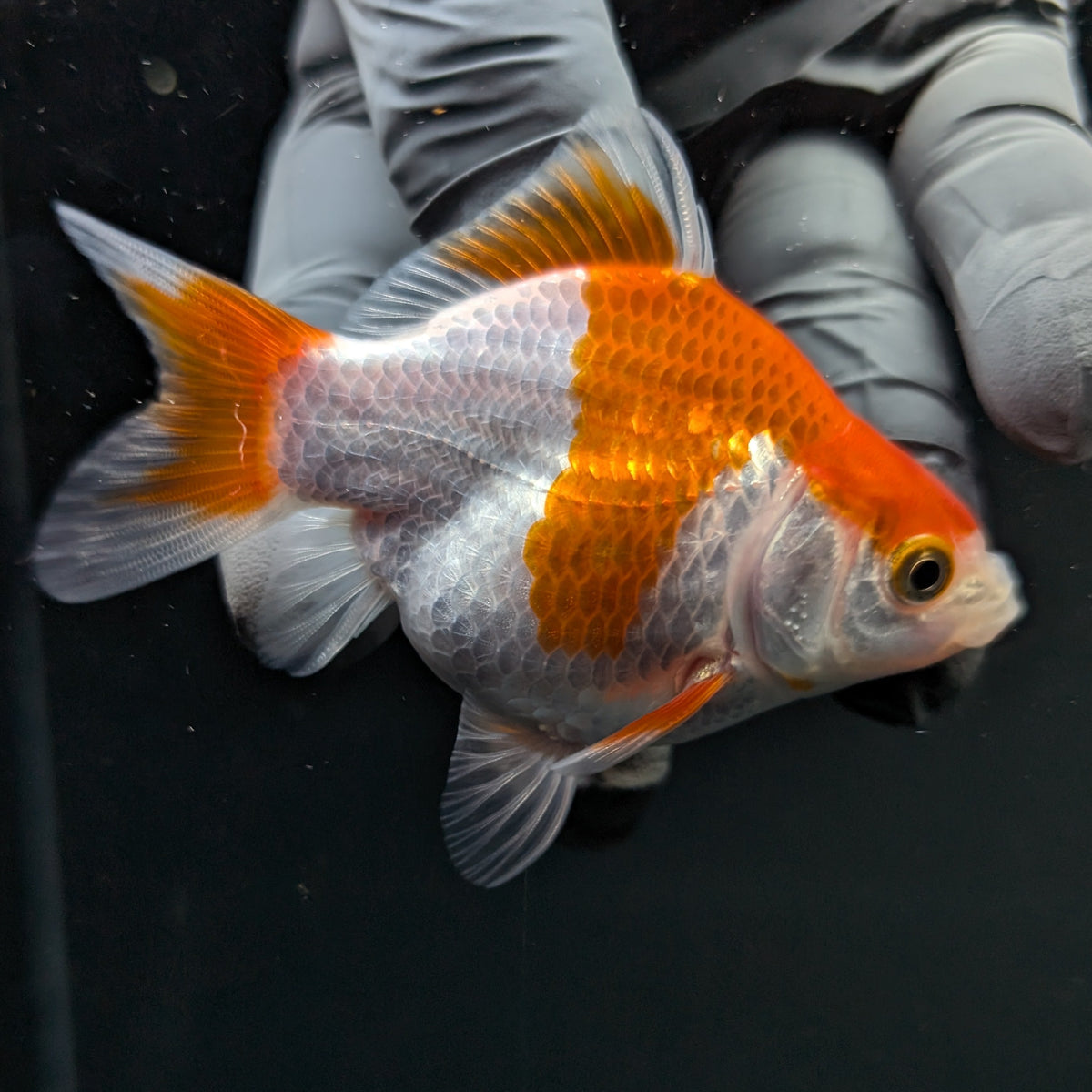 Tamasaba Red White 3"-3.5" in. ID#1009TM1B-013