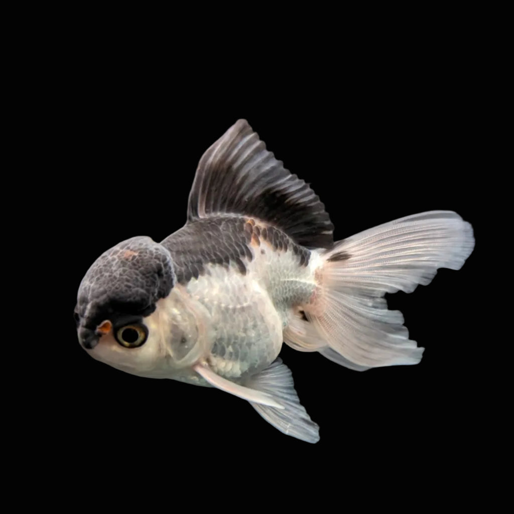 Juvenile Oranda Panda 3.5"-4" in.  ID#508T2A-030