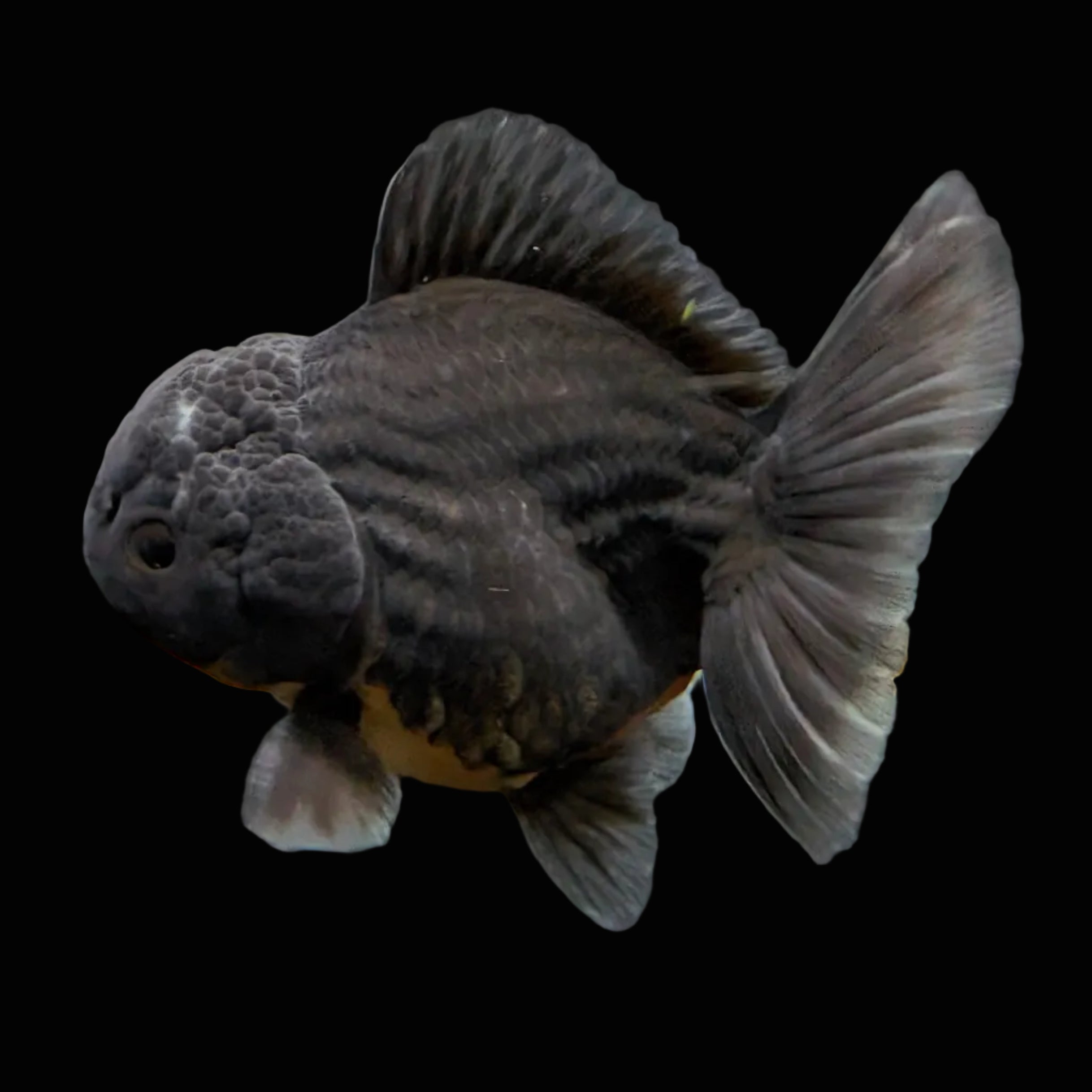 Thai Oranda Shogun Calico 4" in. ID#703SG7A-007