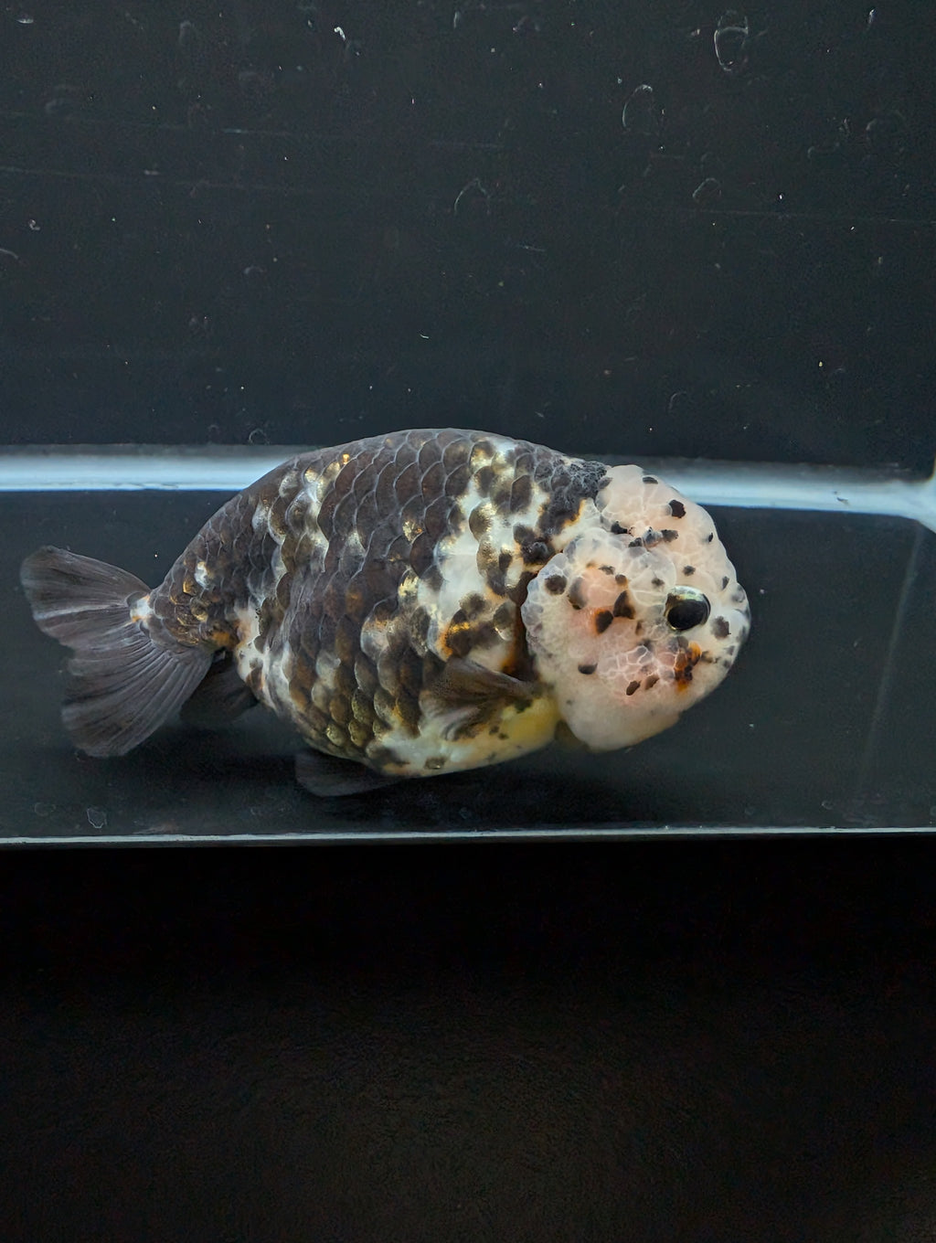 Jumbo Ranchu Heavy Ink Calico 4"-4.5" in. ID#918R8A-071