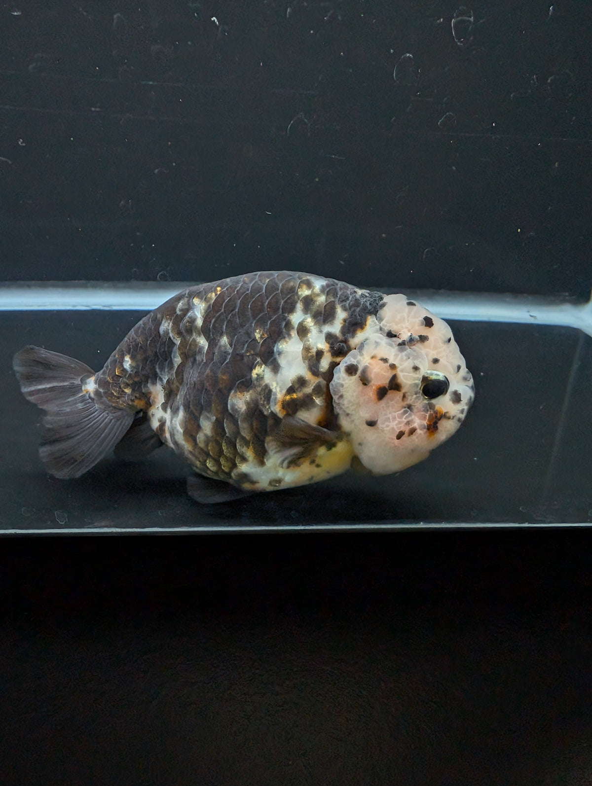 Jumbo Ranchu Heavy Ink Calico 4"-4.5" in. ID#918R8A-071