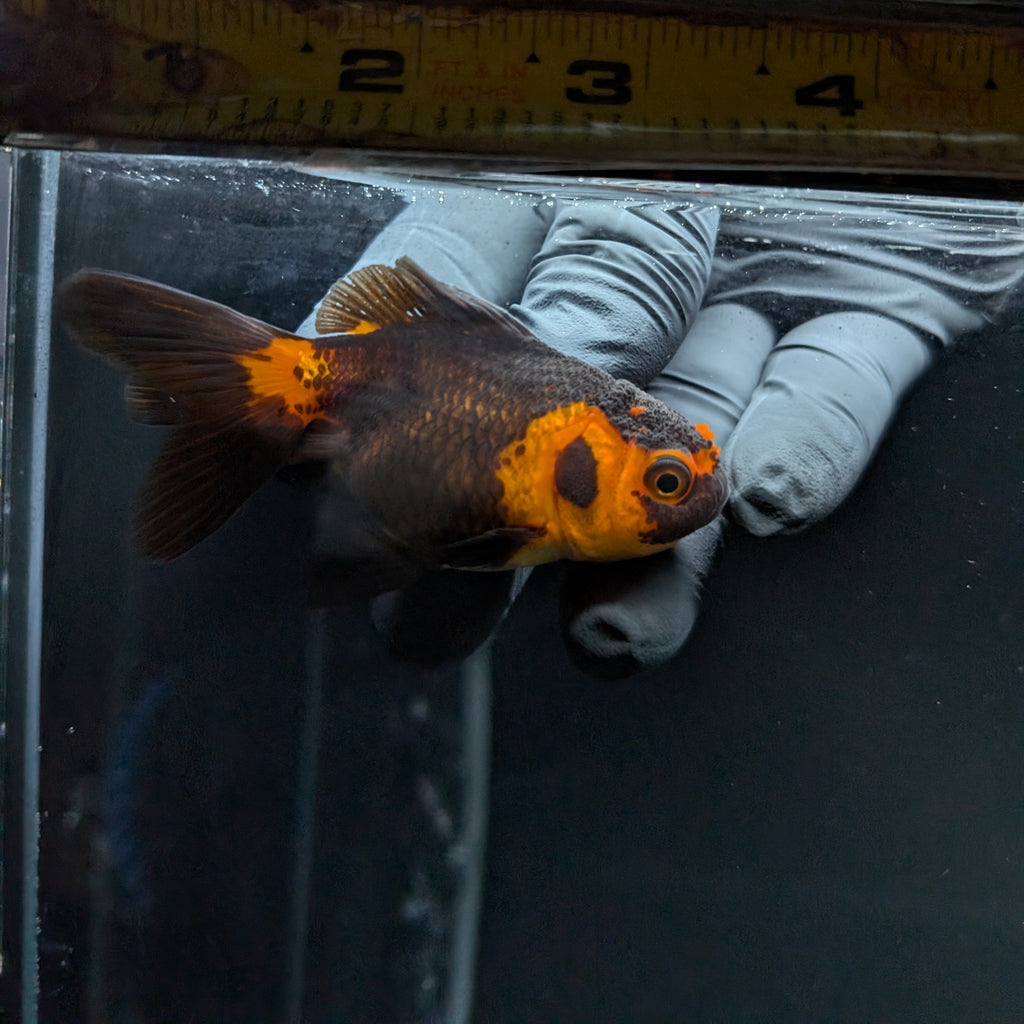Juvenile Oranda Red Black 3"-3.5"in.  ID#515T2A-004