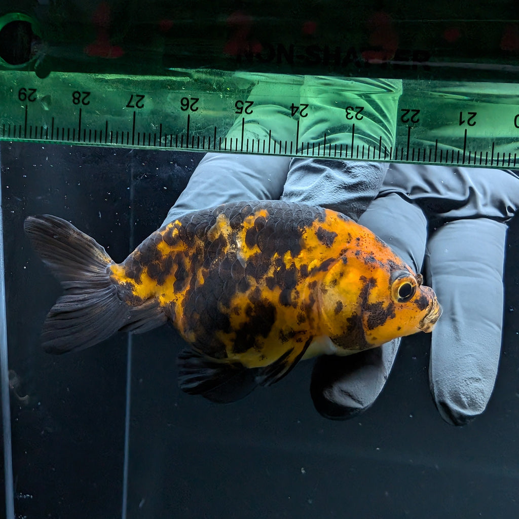Ranchu Calico 2.5"-3" in. ID#724R4A-028