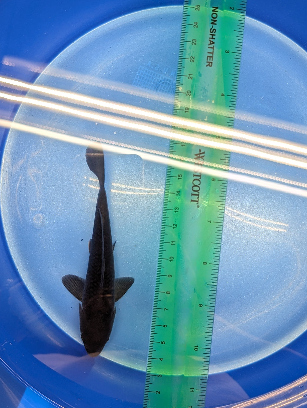 Karasu Koi  5"-6"in. ID#806BFK-021
