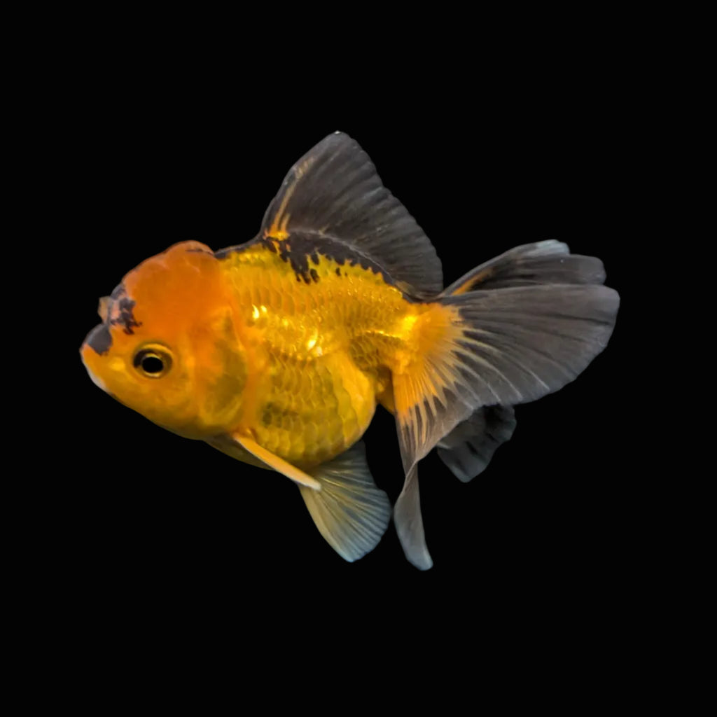 Juvenile Oranda Tricolor 3.5"-4" in.  ID#417T7A-014